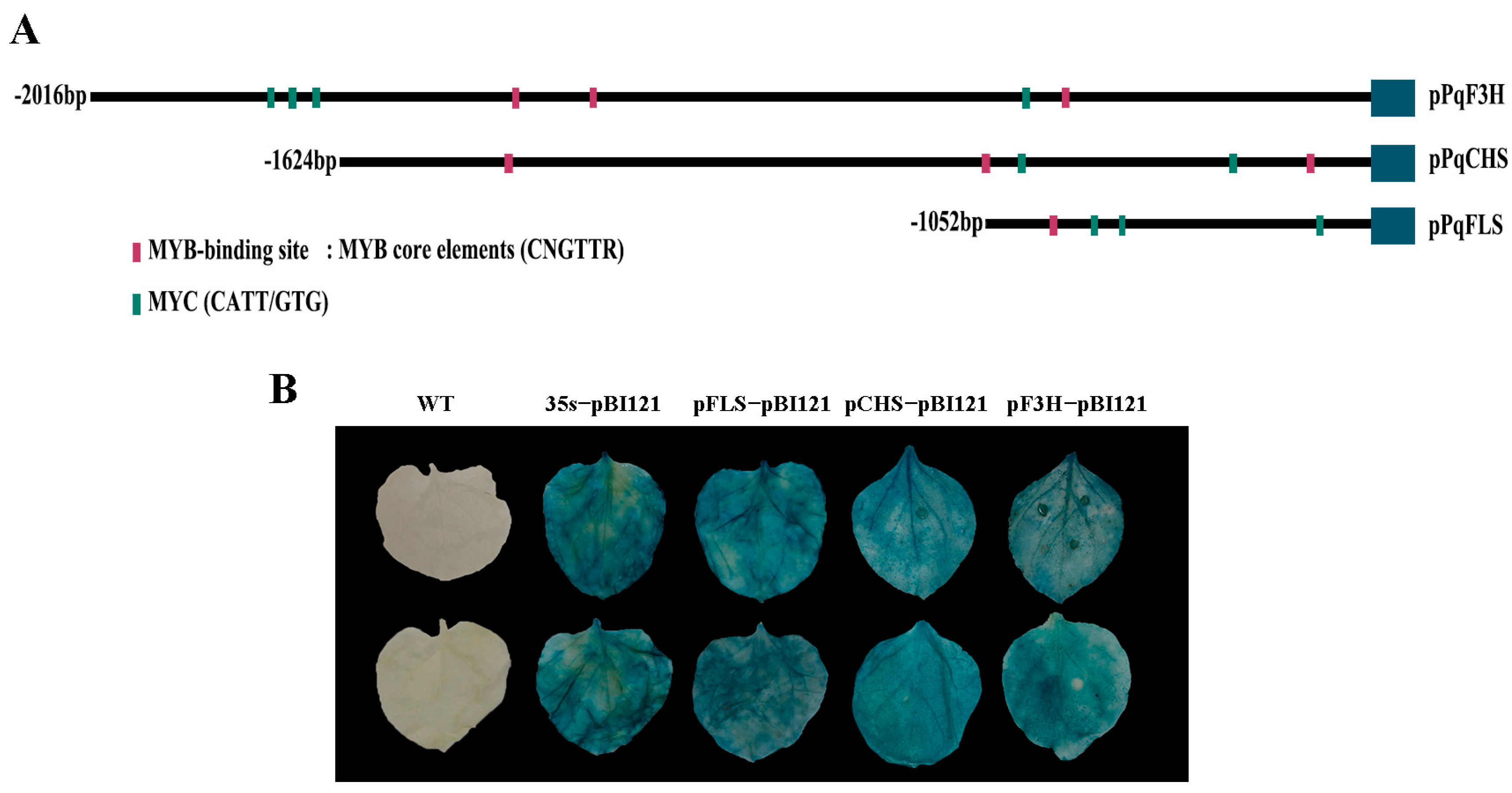 Plants 12 01427 g006 Plants 12 01427 g006