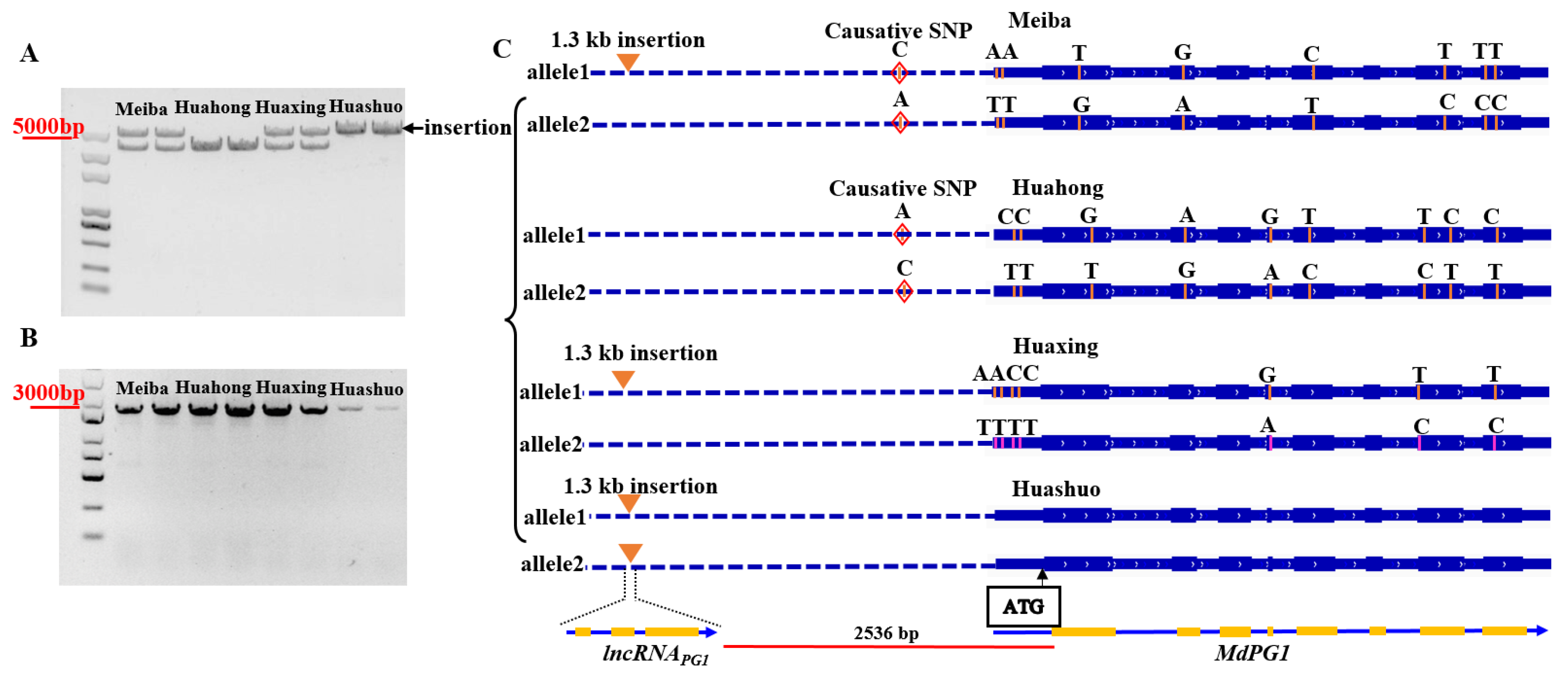Plants 12 01452 g001