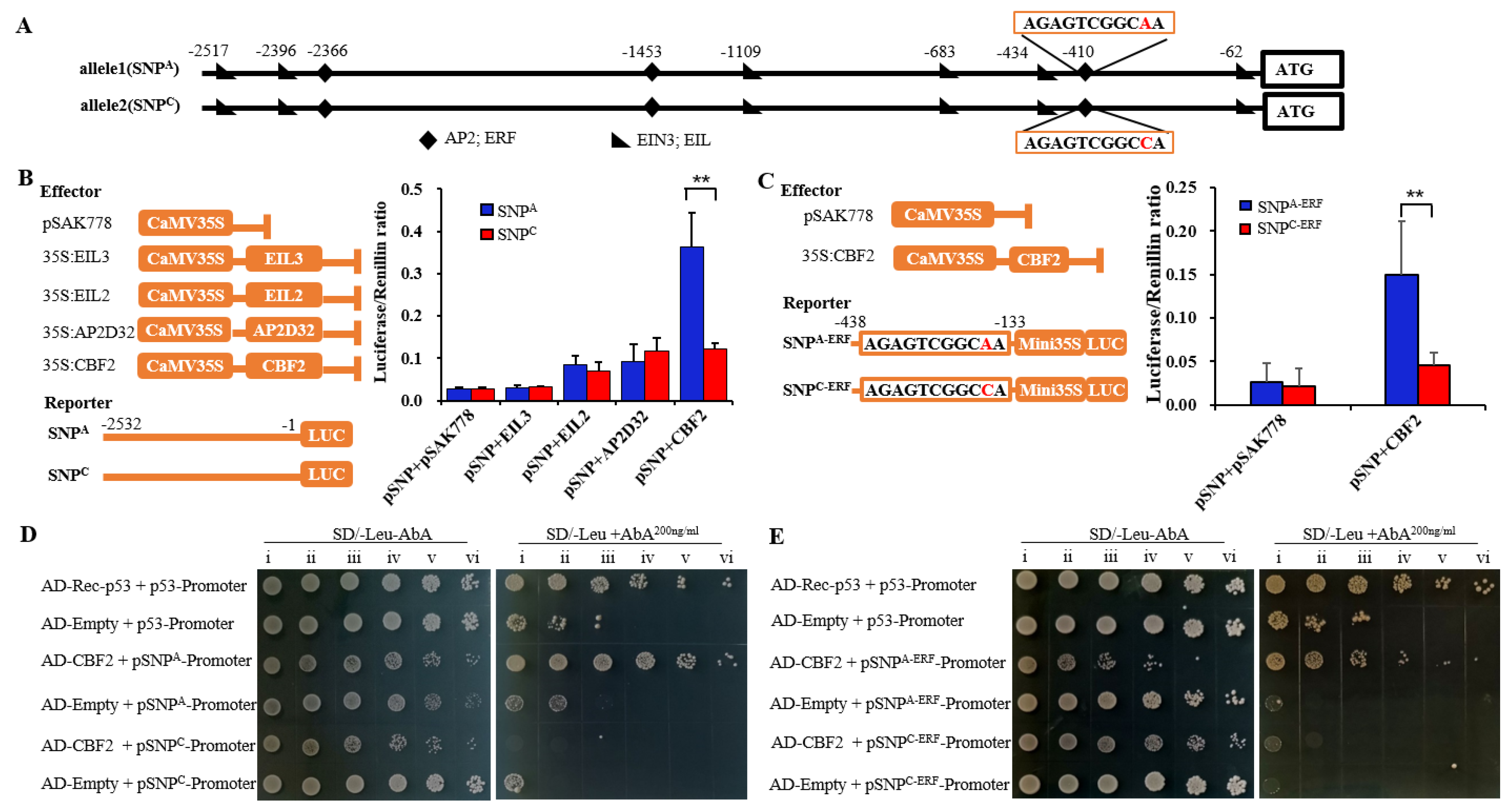 Plants 12 01452 g002