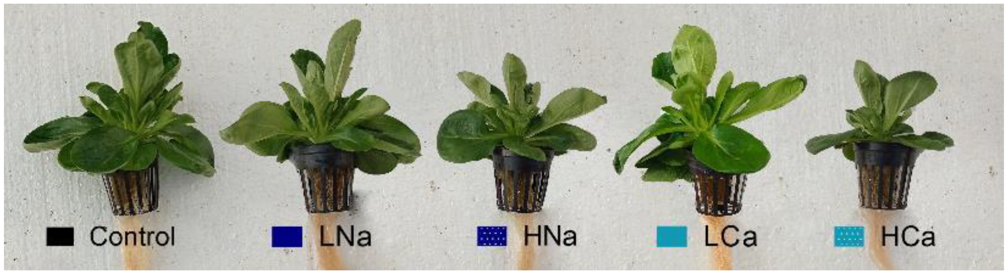 Plants 12 01454 g003