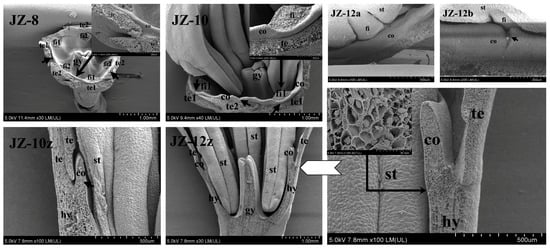 Plants 12 01458 g005 550