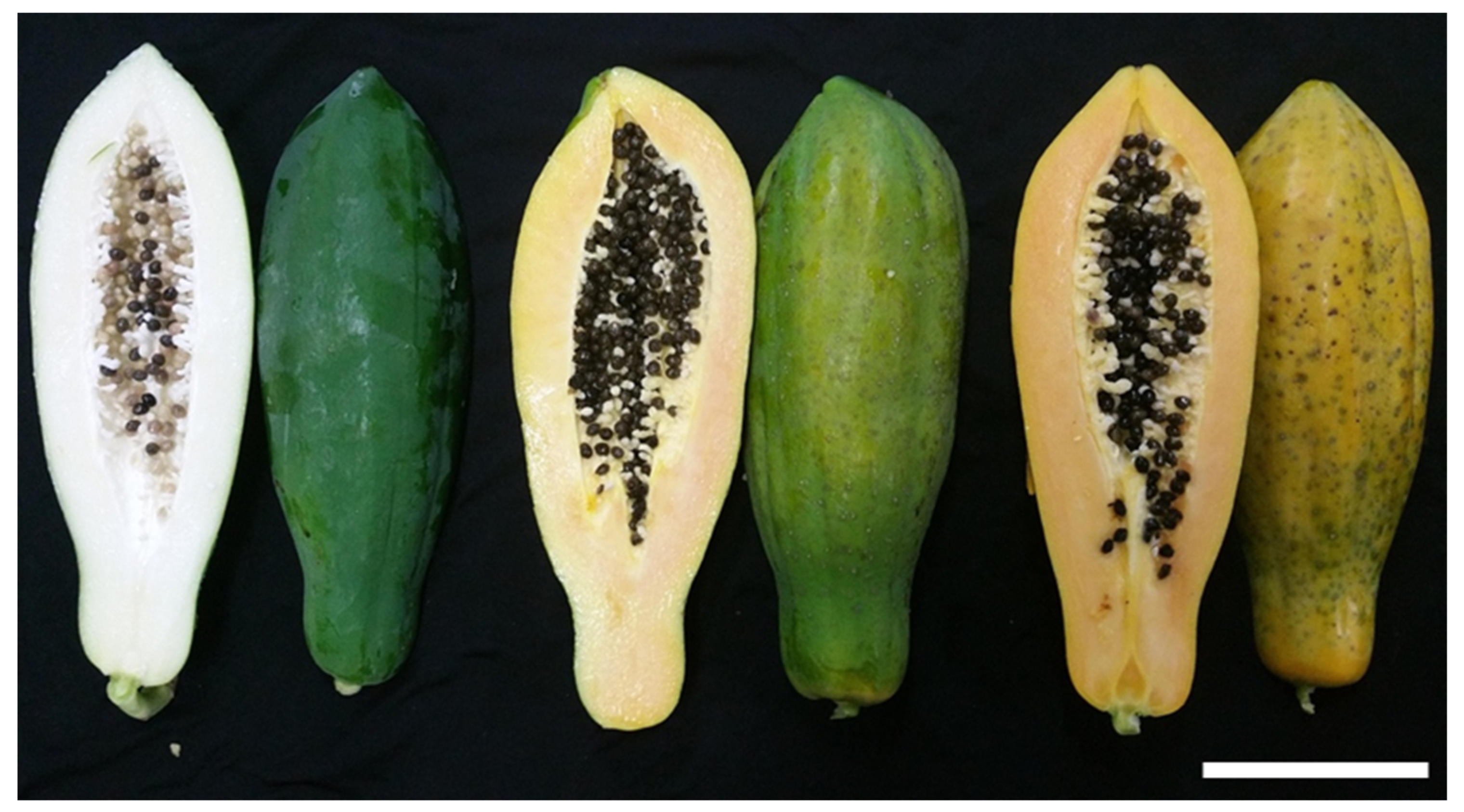 Plants 12 01465 g001 Plants 12 01465 g001