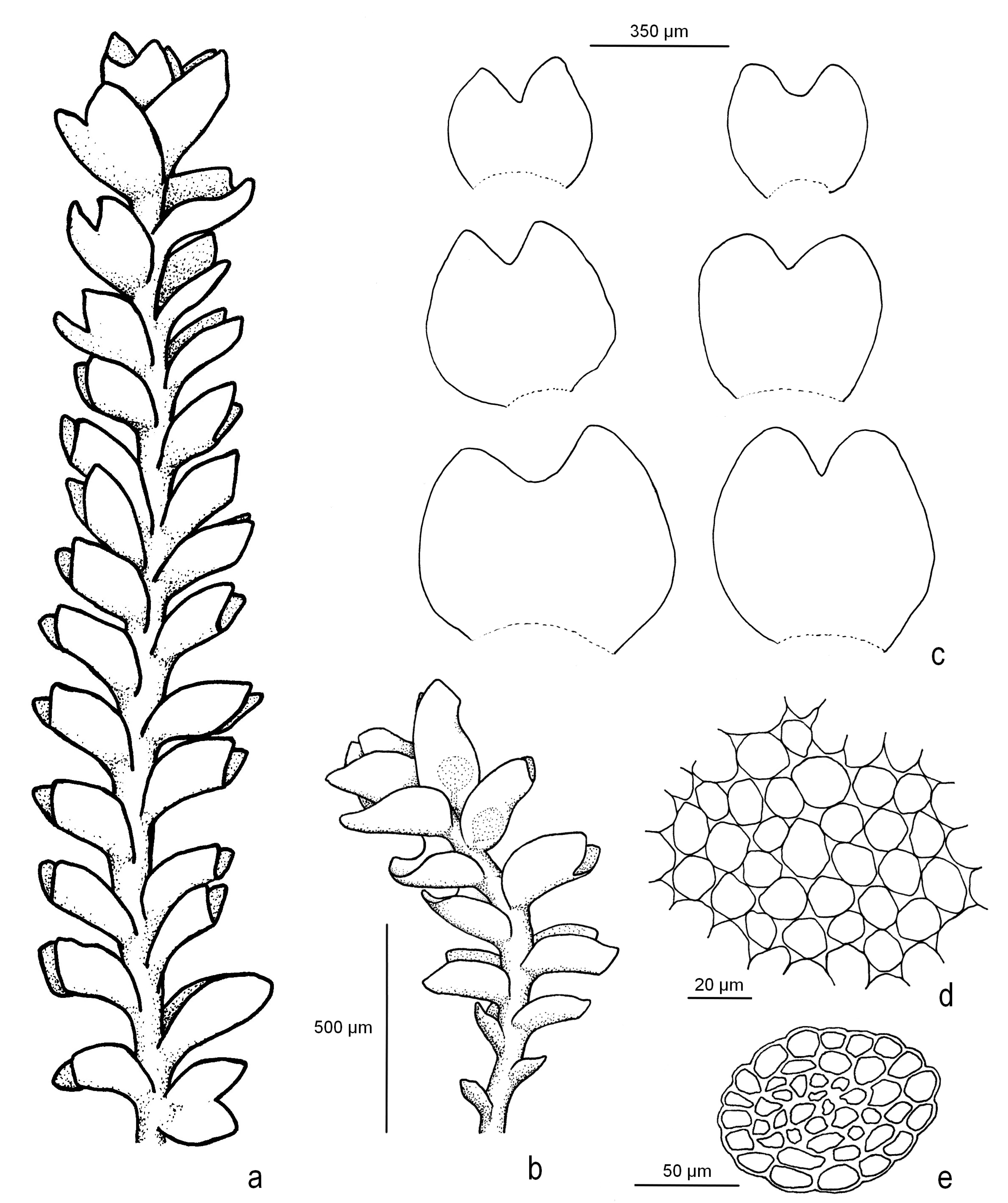 Plants 12 01468 g002