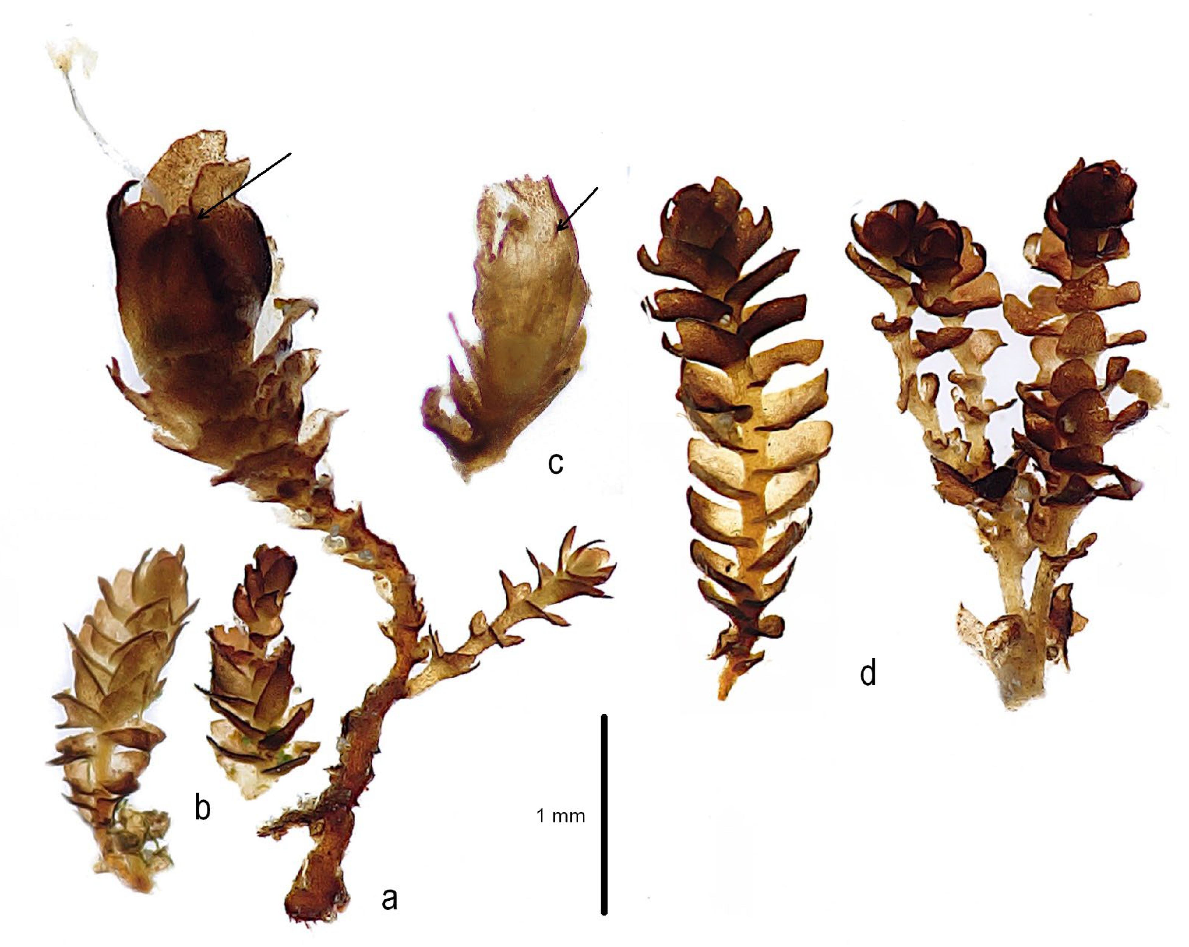 Plants 12 01468 g003