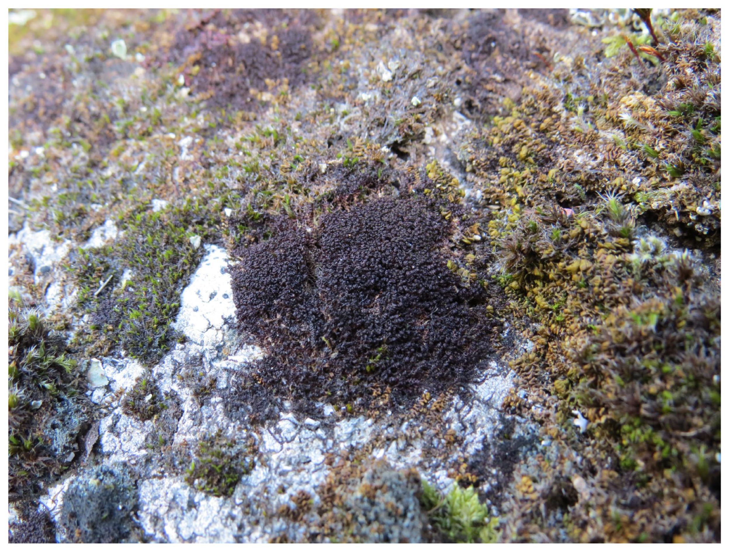 Plants 12 01468 g005