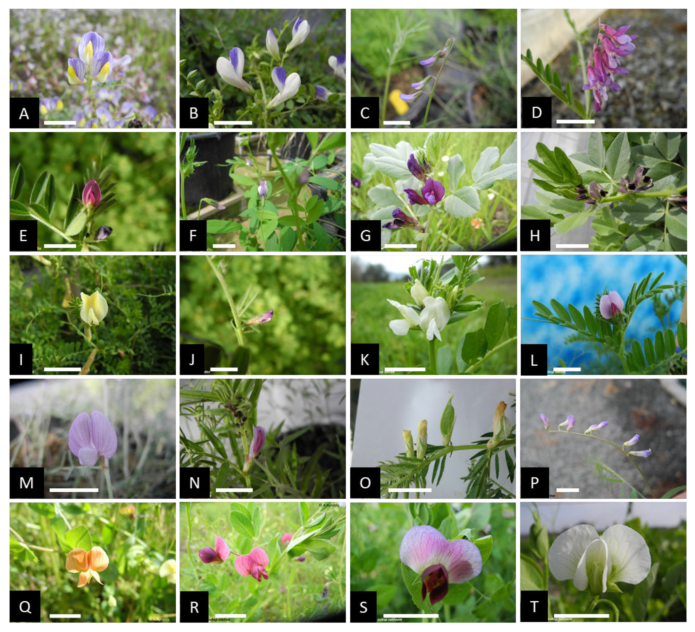 Plants 12 01469 g002 Plants 12 01469 g002