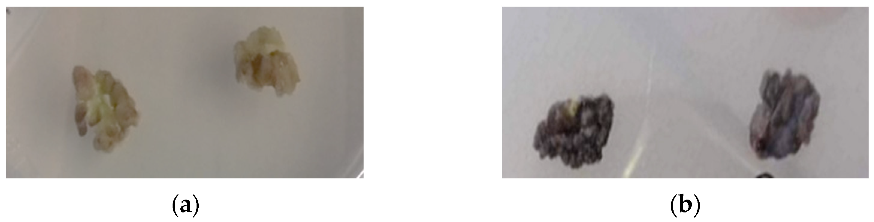 Plants 12 01472 g002