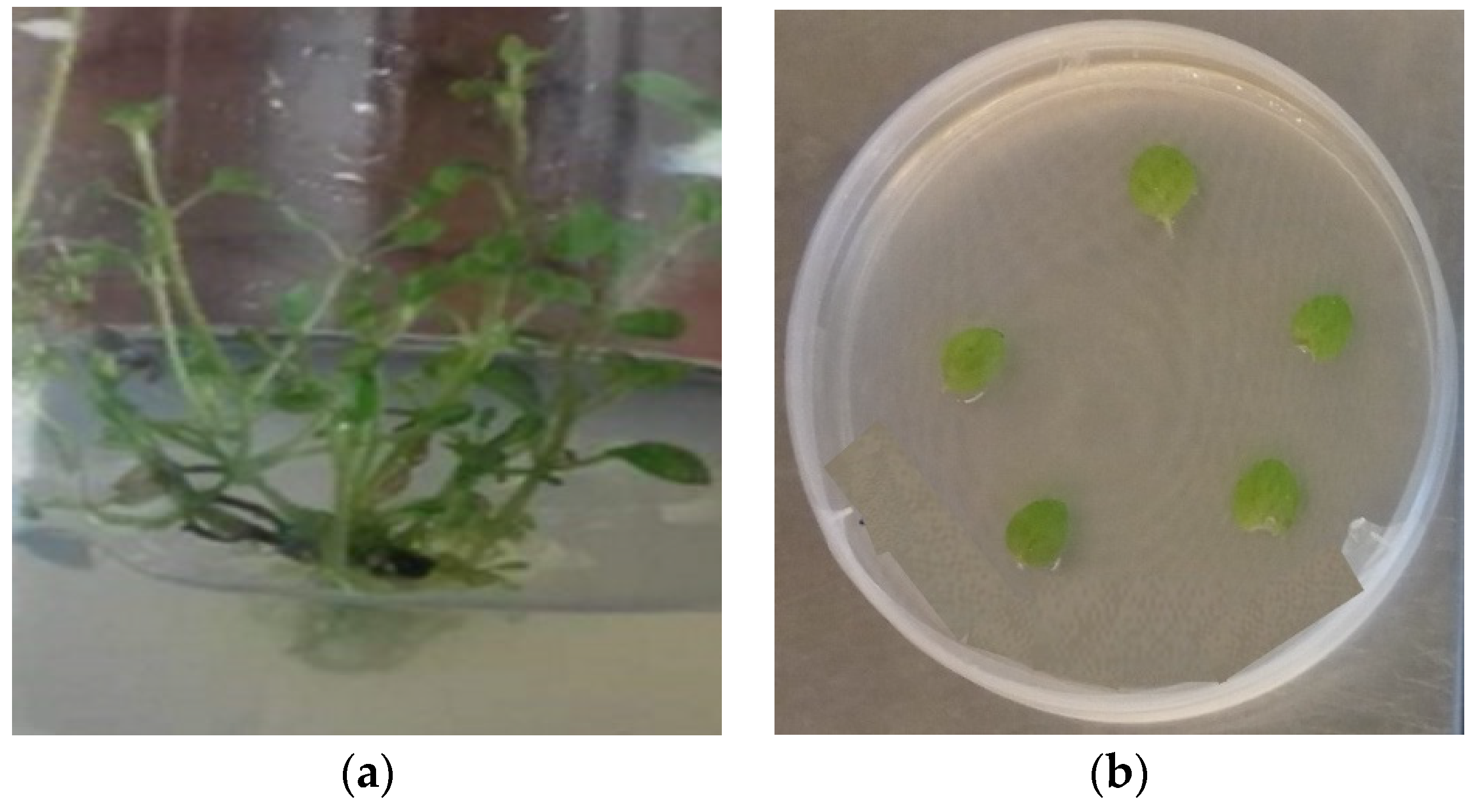 Plants 12 01472 g007