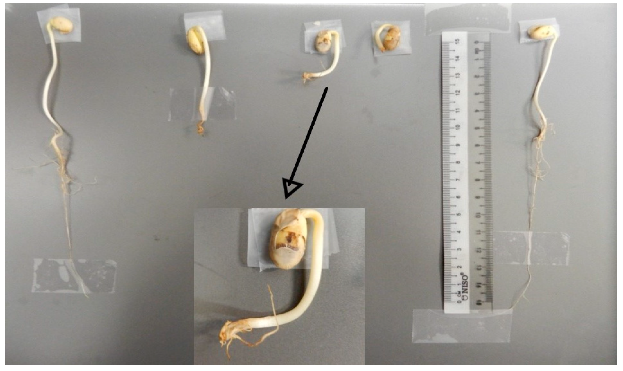 Plants 12 01477 g007