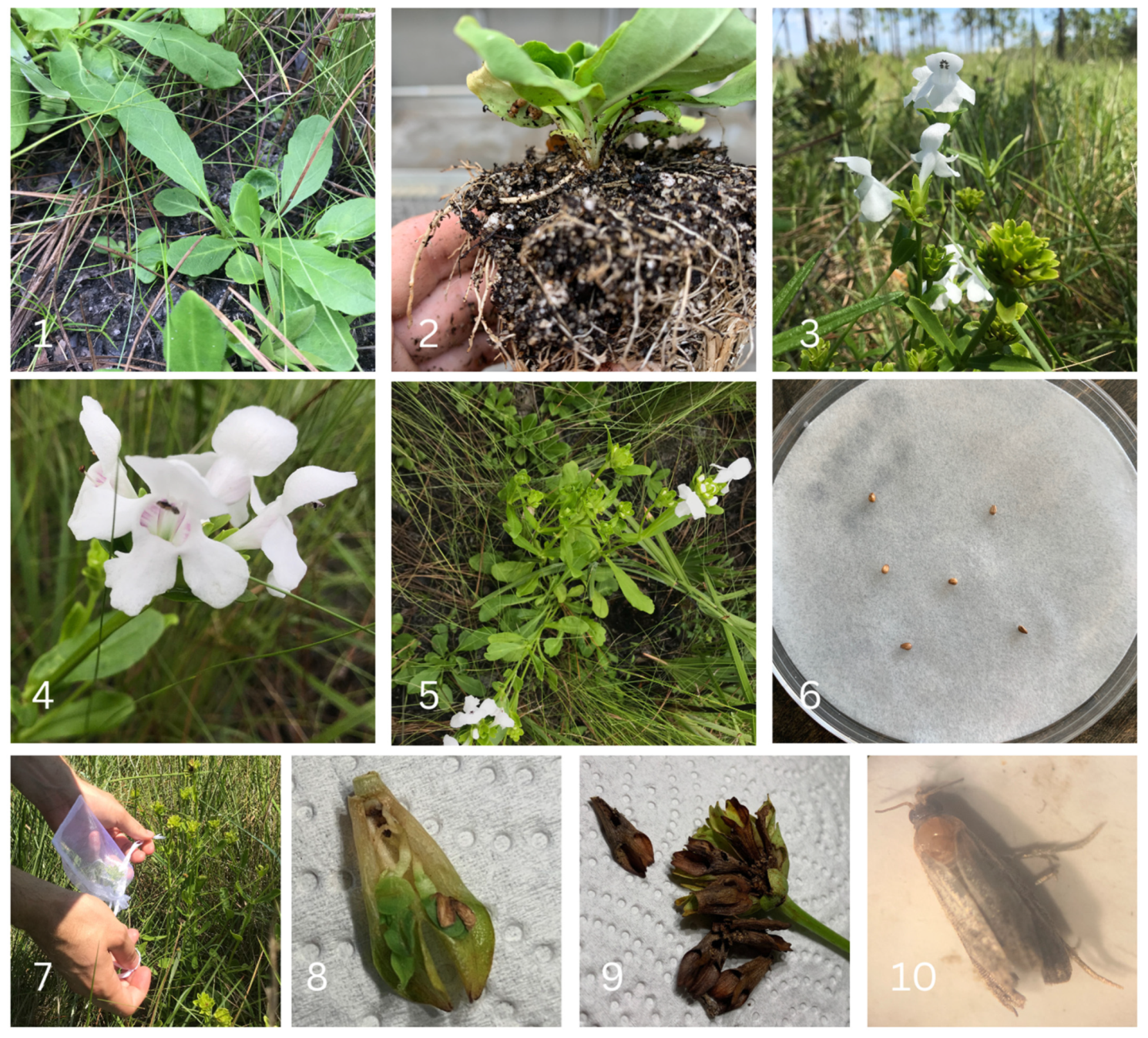 Plants 12 01485 g001