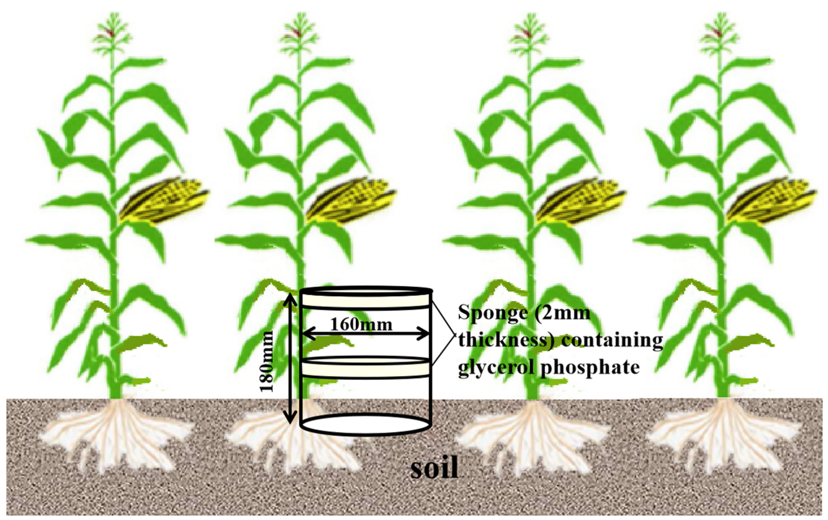 Plants 12 01486 g007