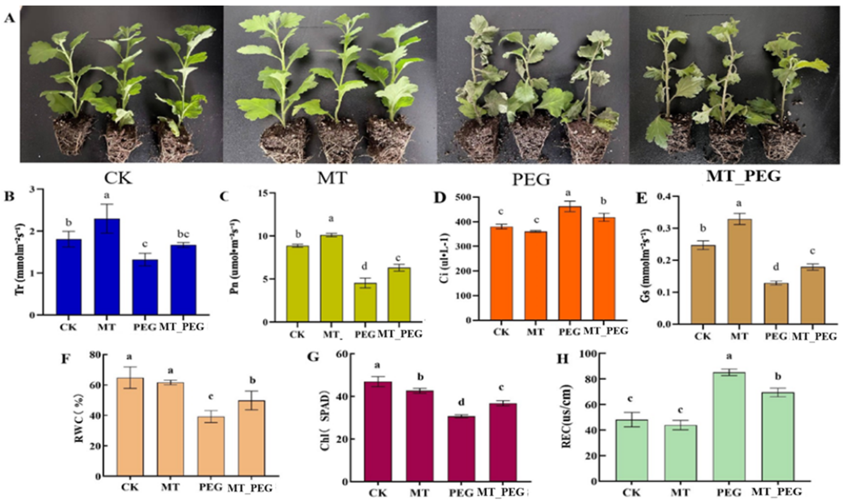 Plants 12 01489 g001 Plants 12 01489 g001