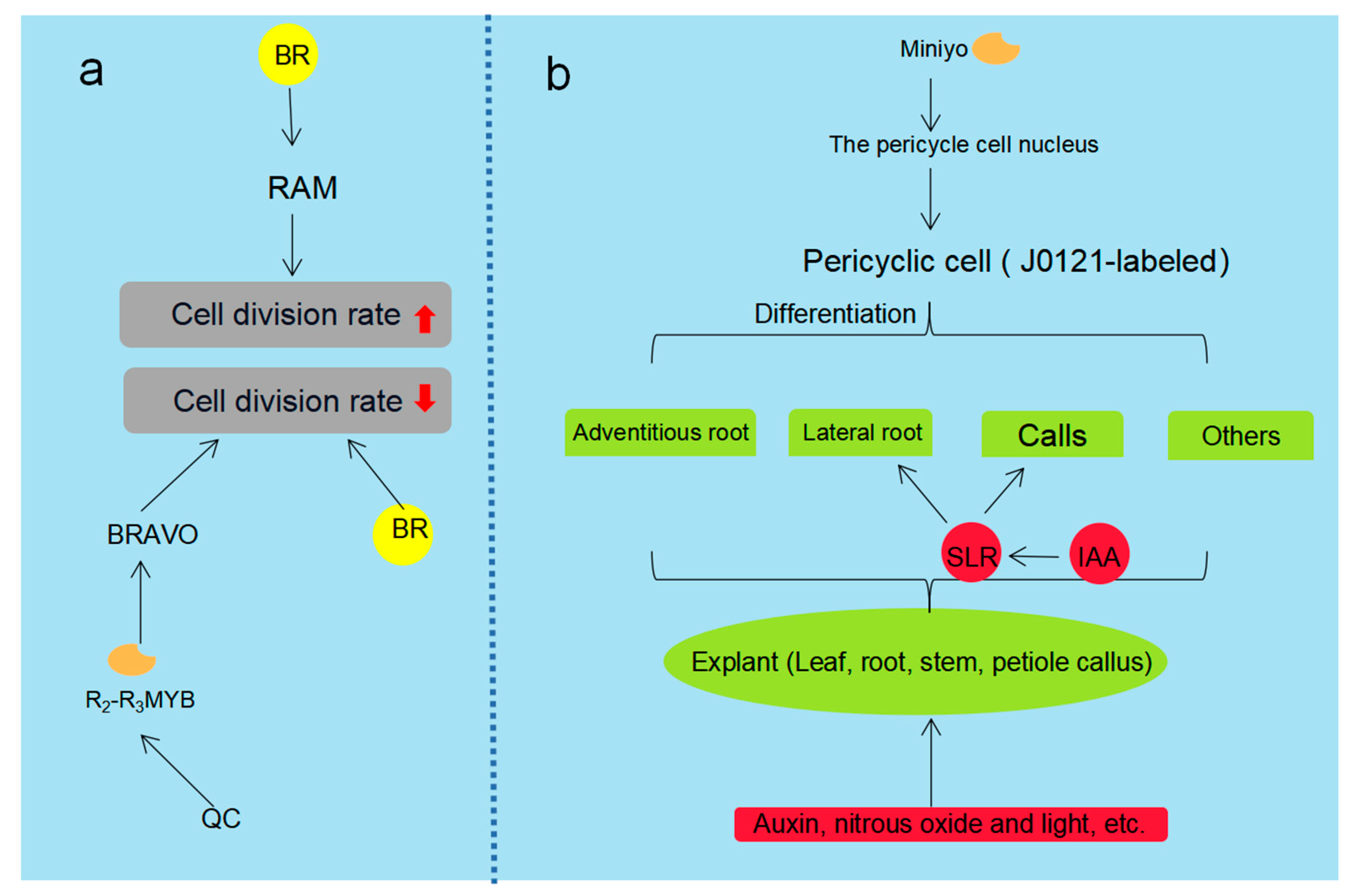 Plants 12 01505 g002 Plants 12 01505 g002