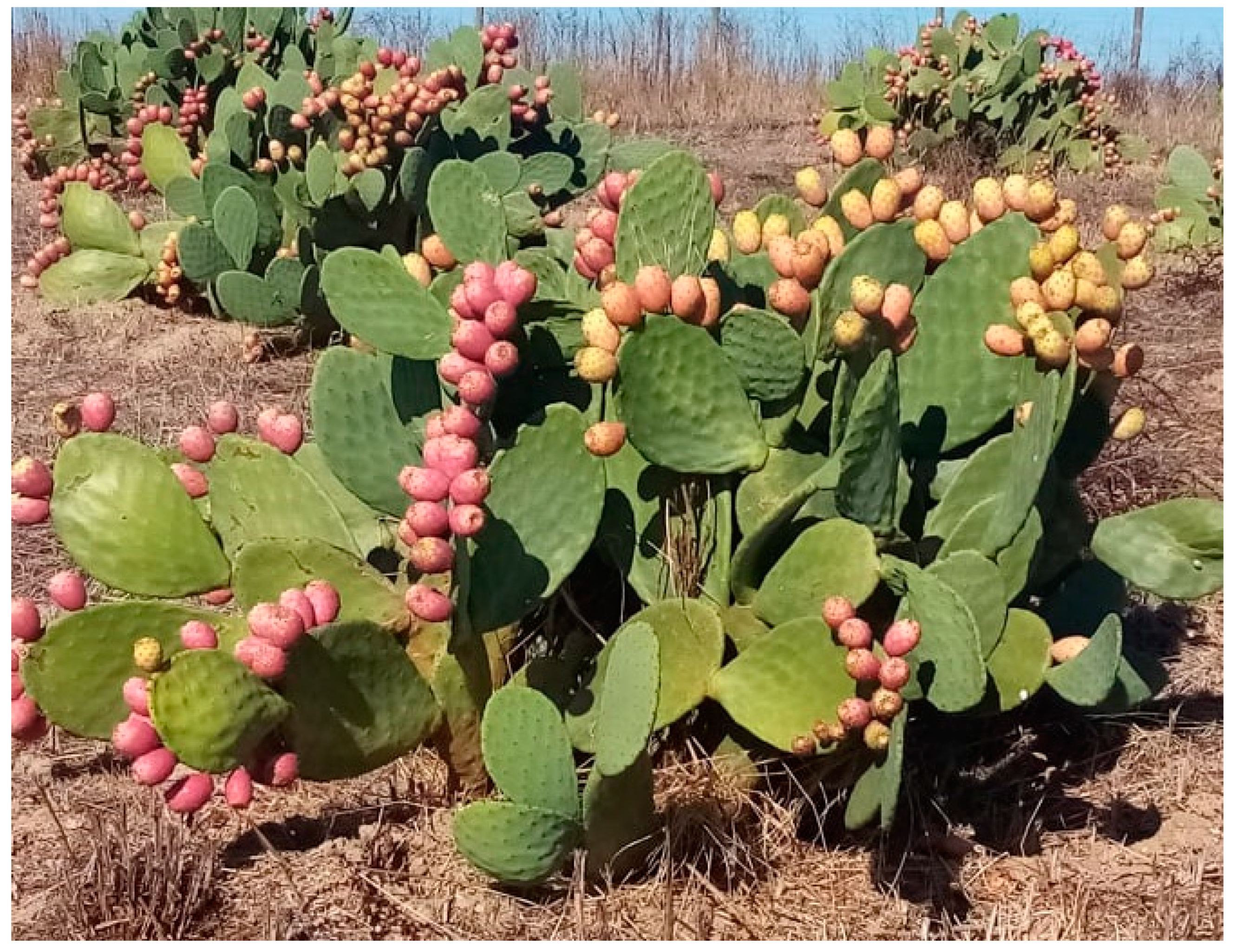 Plants 12 01512 g001