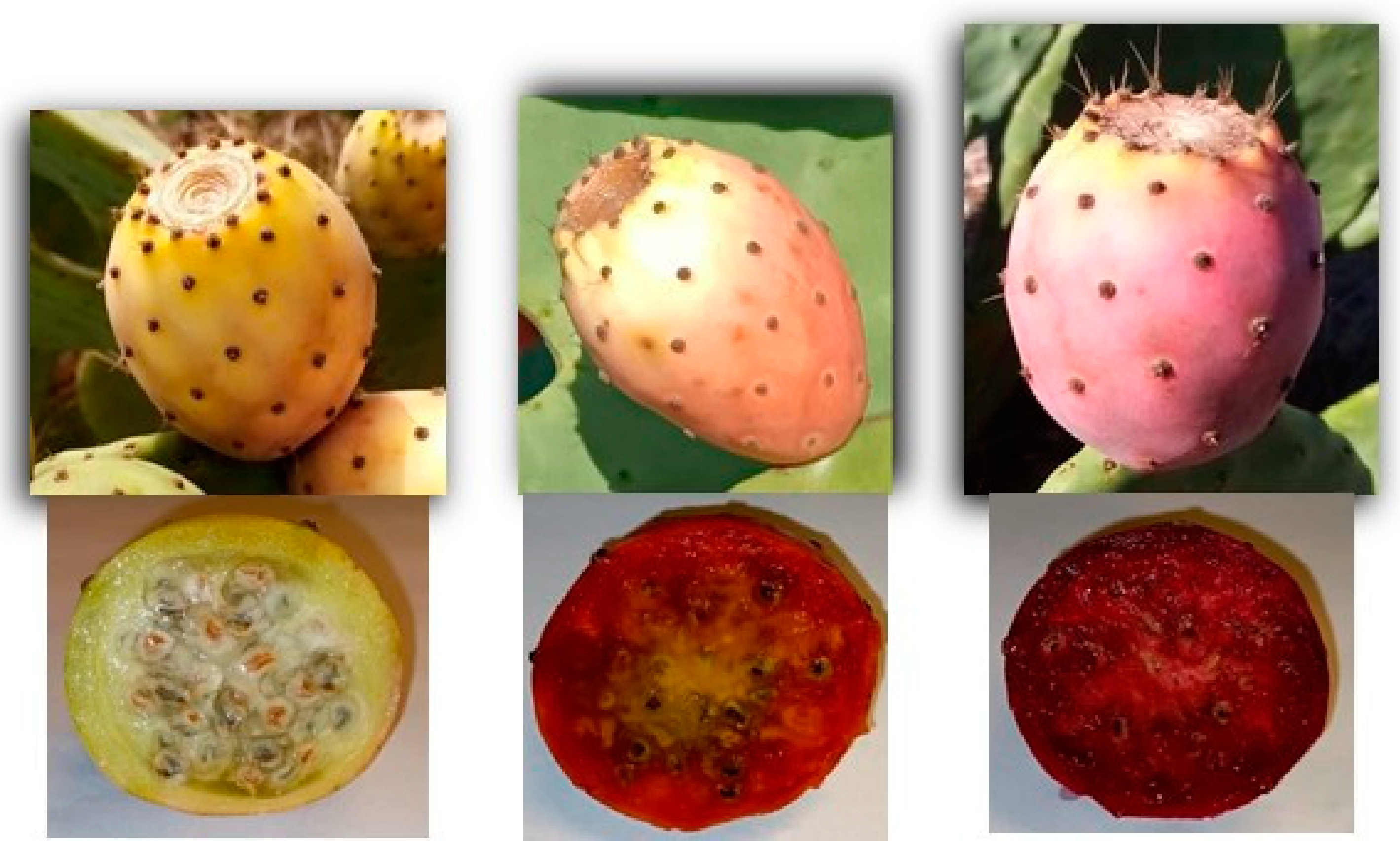 Plants 12 01512 g002