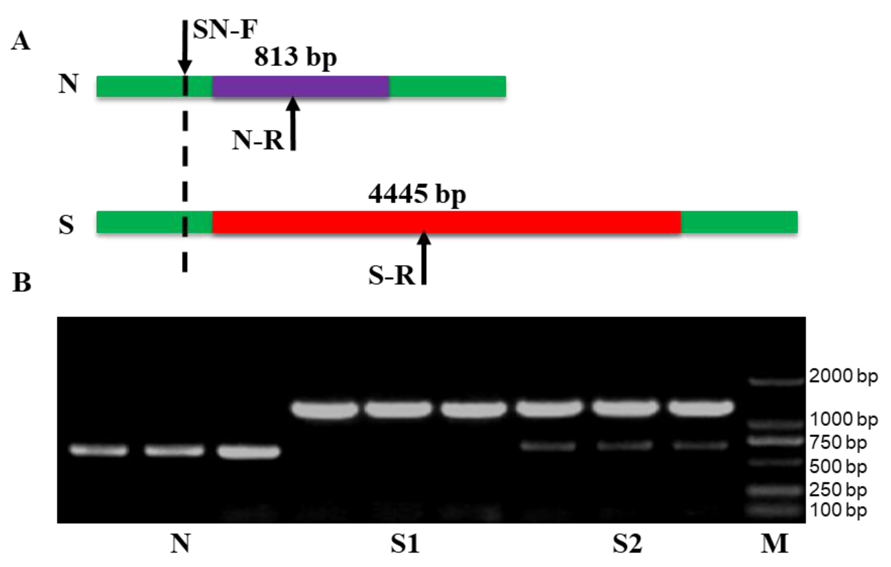 Plants 12 01514 g001
