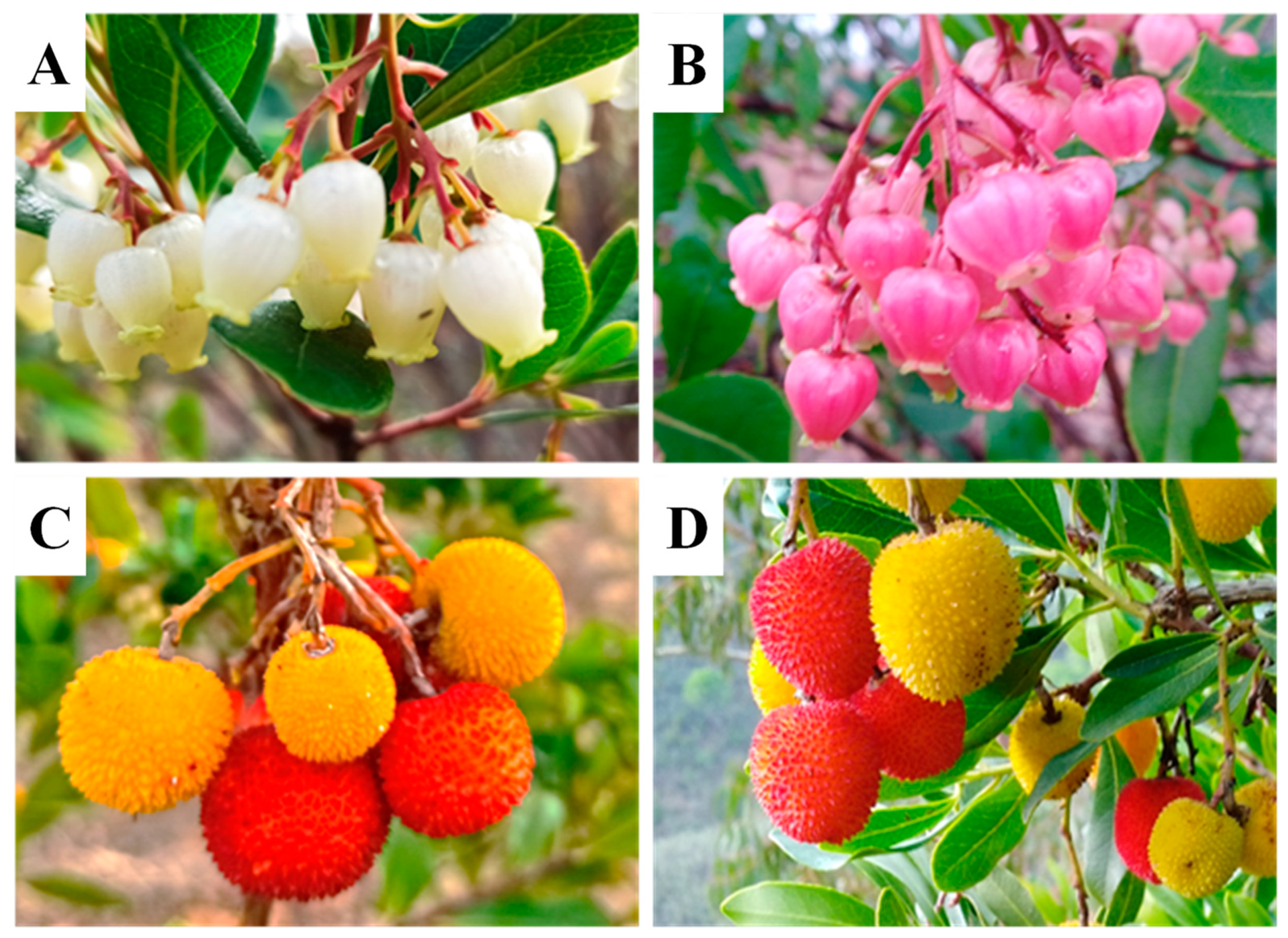 Plants 12 01517 g001 Plants 12 01517 g001