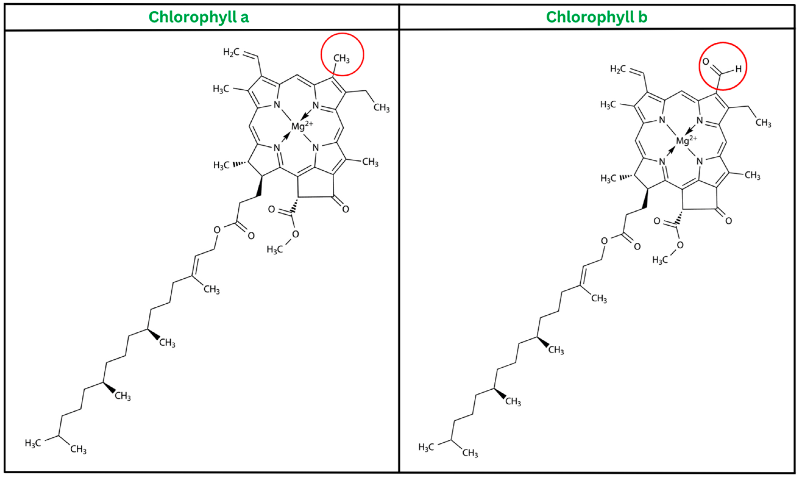 Plants 12 01533 g001 Plants 12 01533 g001