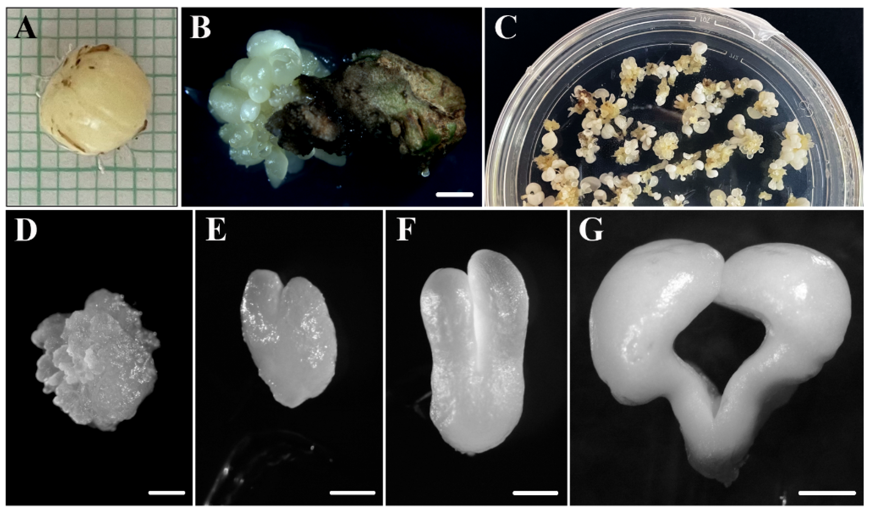 Plants 12 01542 g001