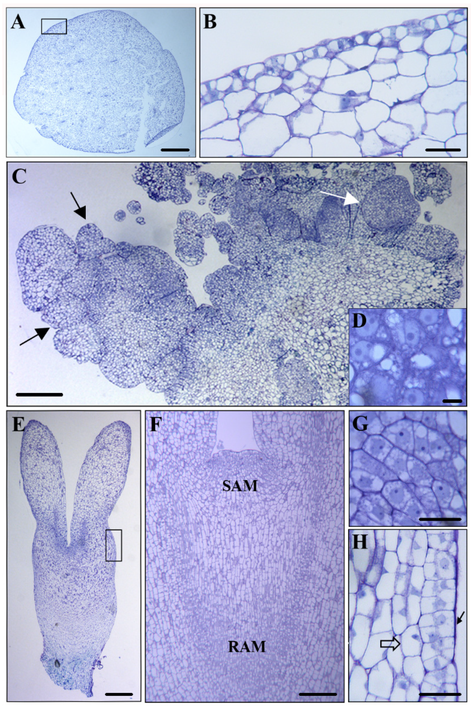 Plants 12 01542 g002