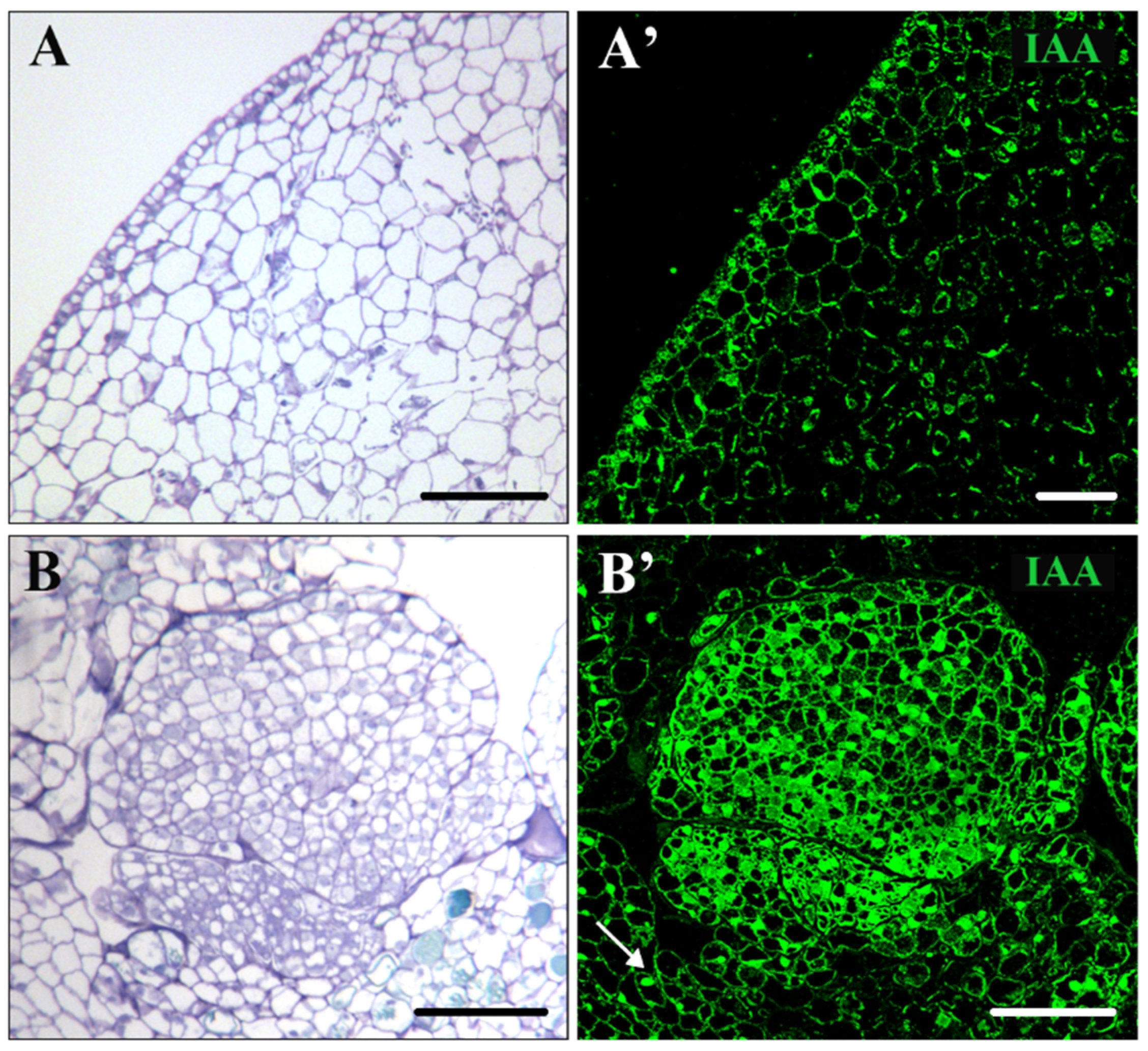 Plants 12 01542 g003