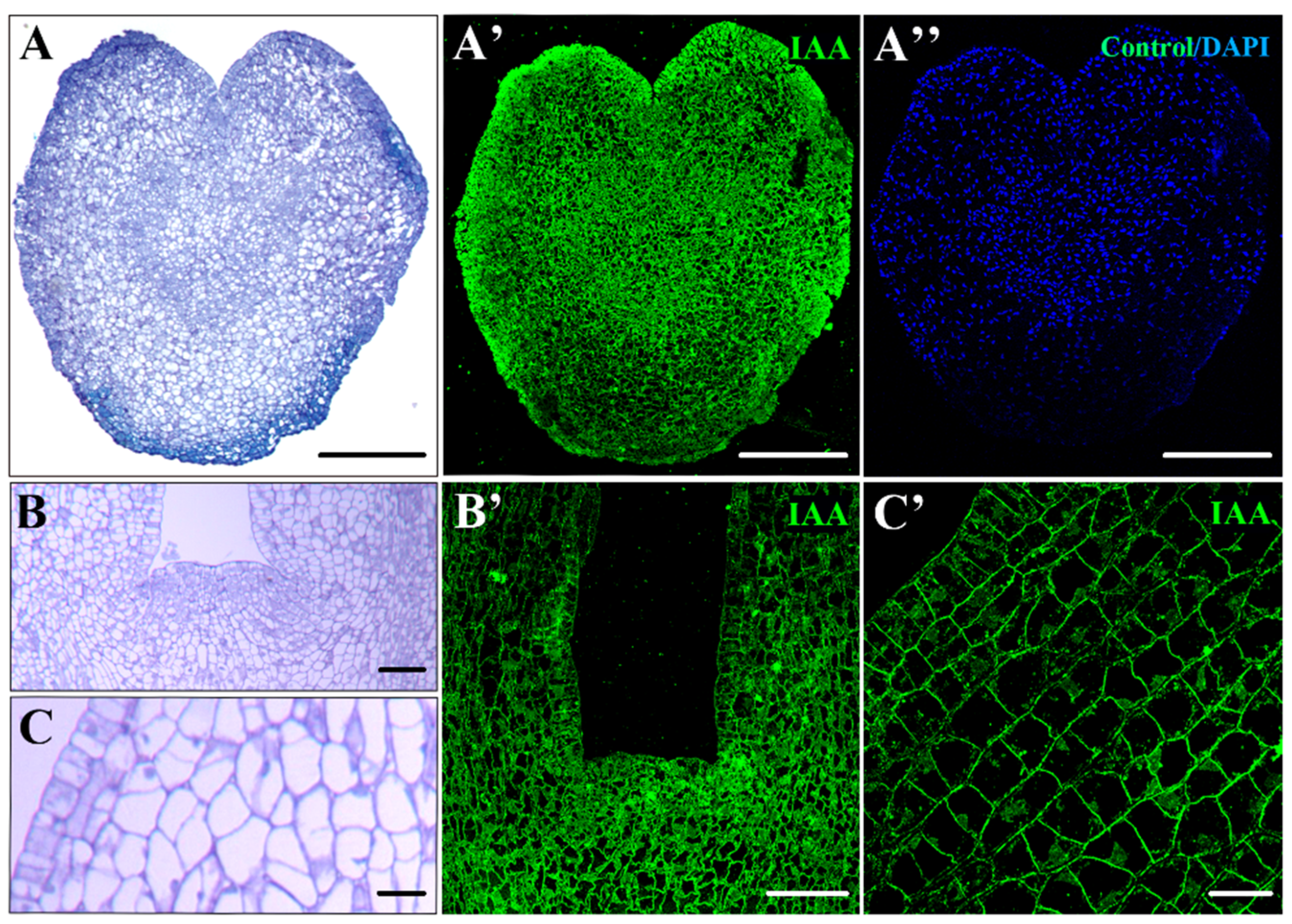 Plants 12 01542 g004