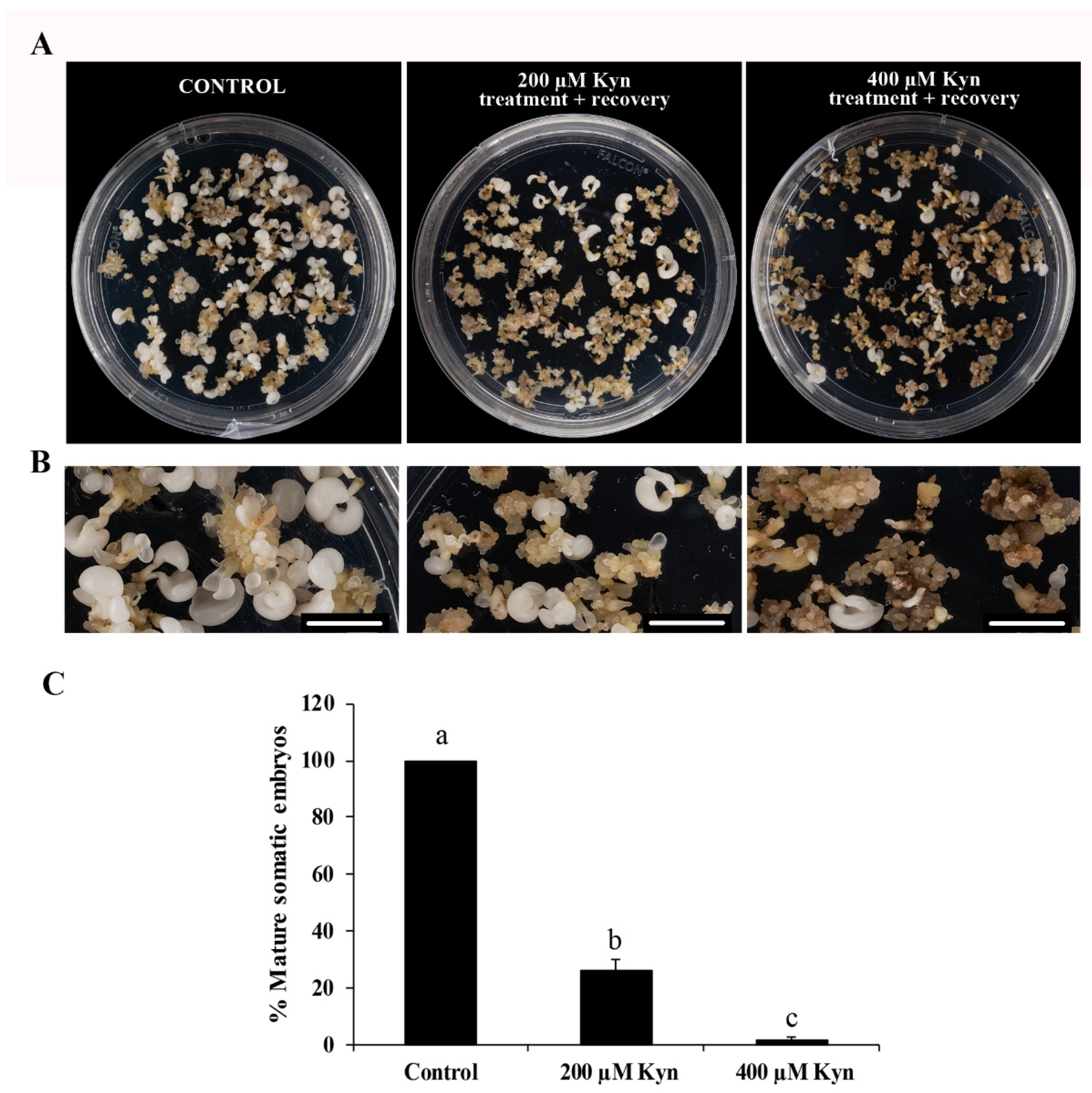 Plants 12 01542 g006