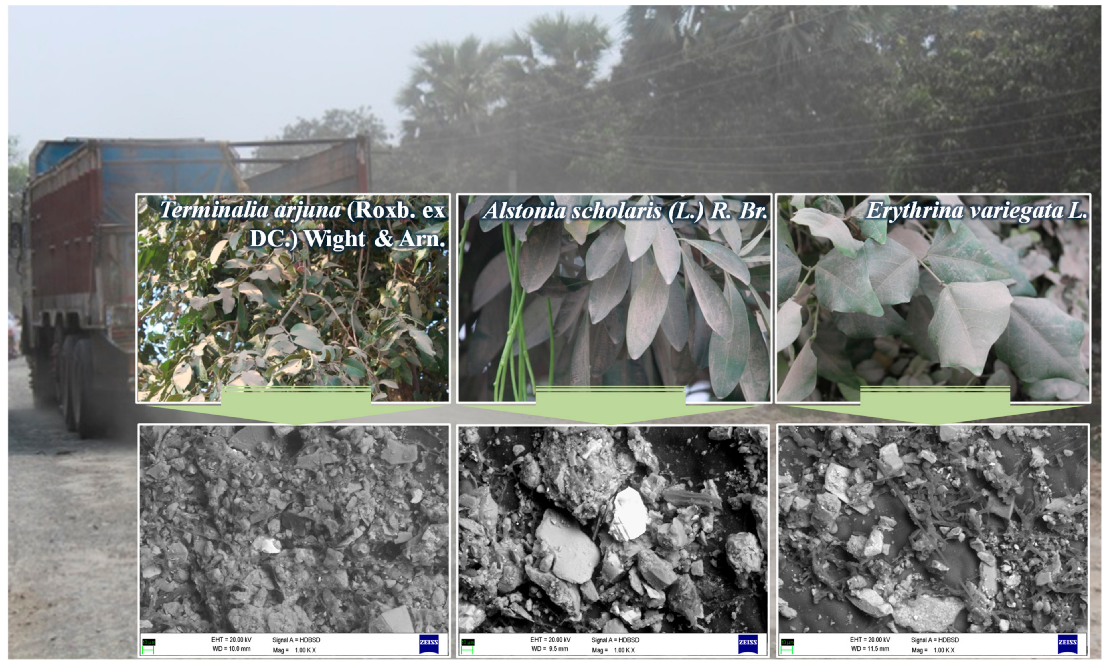 Plants 12 01545 g003 Plants 12 01545 g003