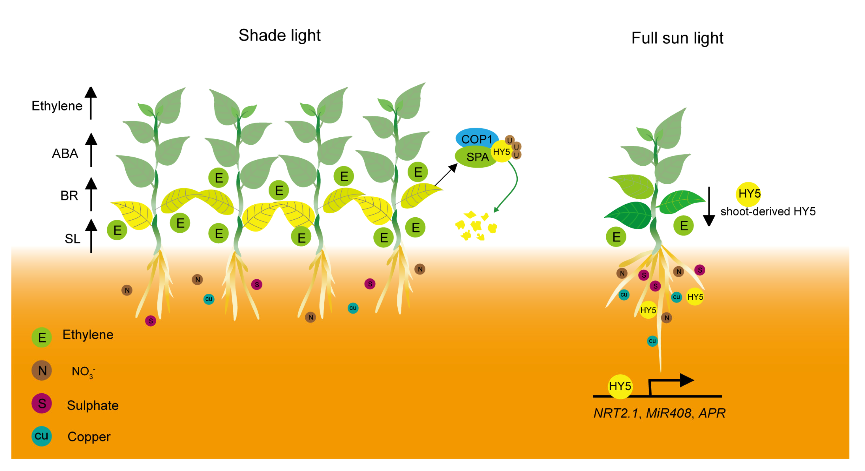 Plants 12 01550 g002
