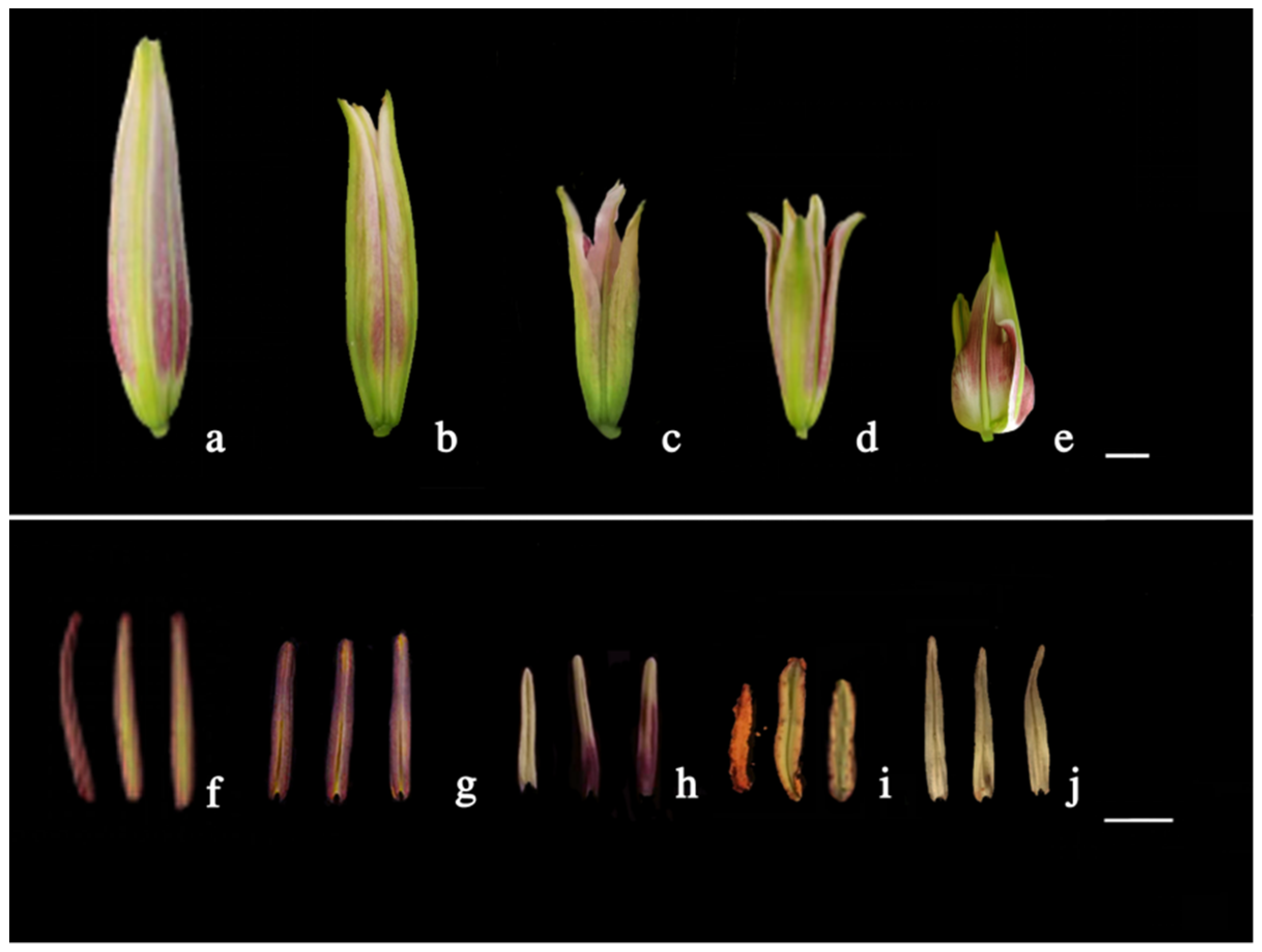 Plants 12 01563 g003