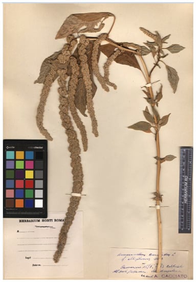 Plants 12 01566 g004 Plants 12 01566 g004