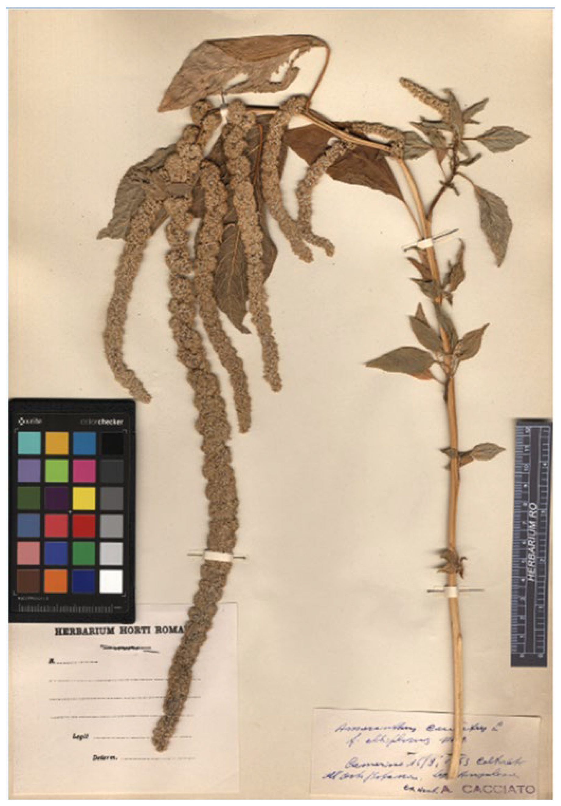 Plants 12 01566 g004