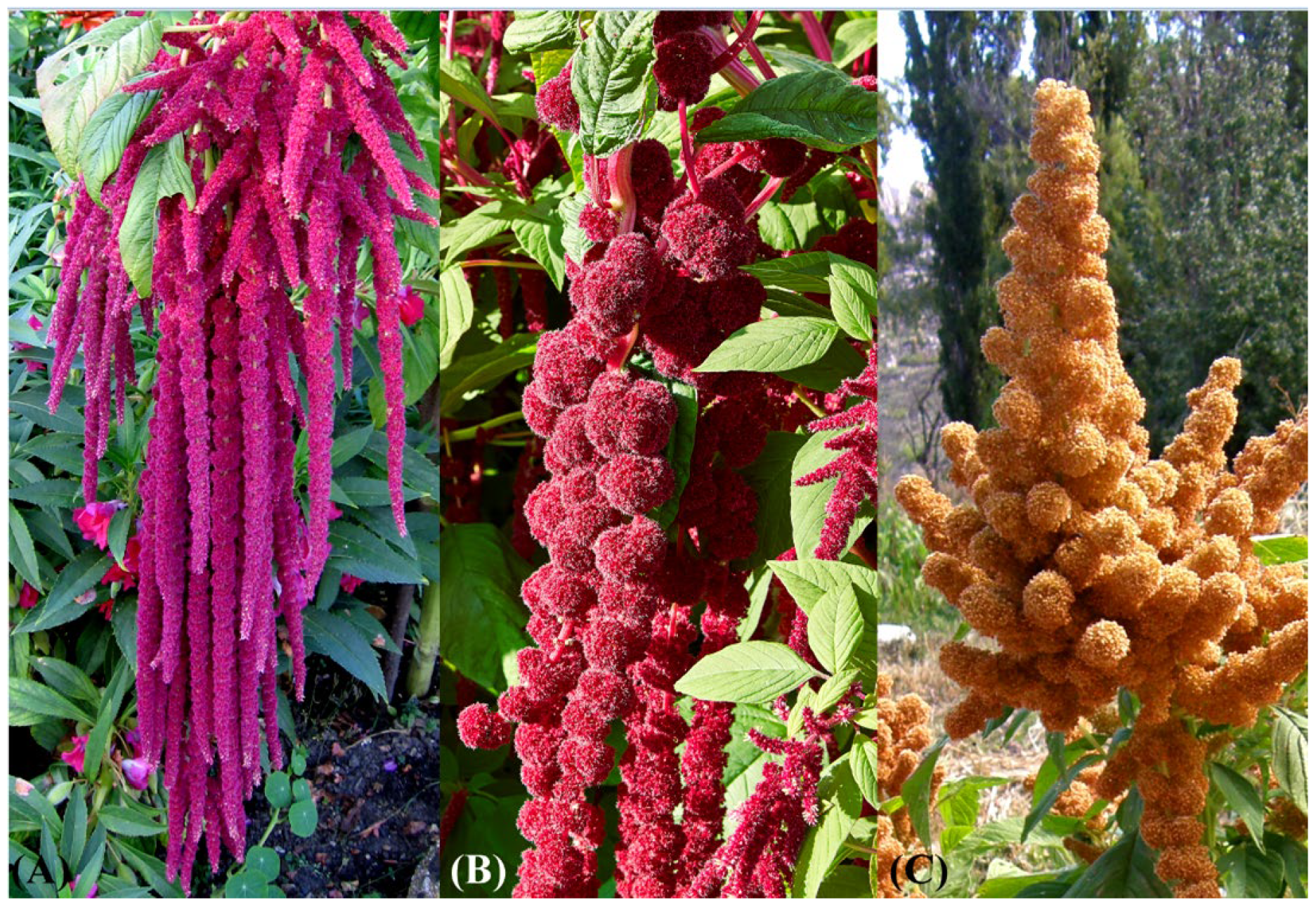 Plants 12 01566 g010