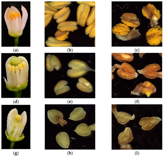Plants 12 01567 g004