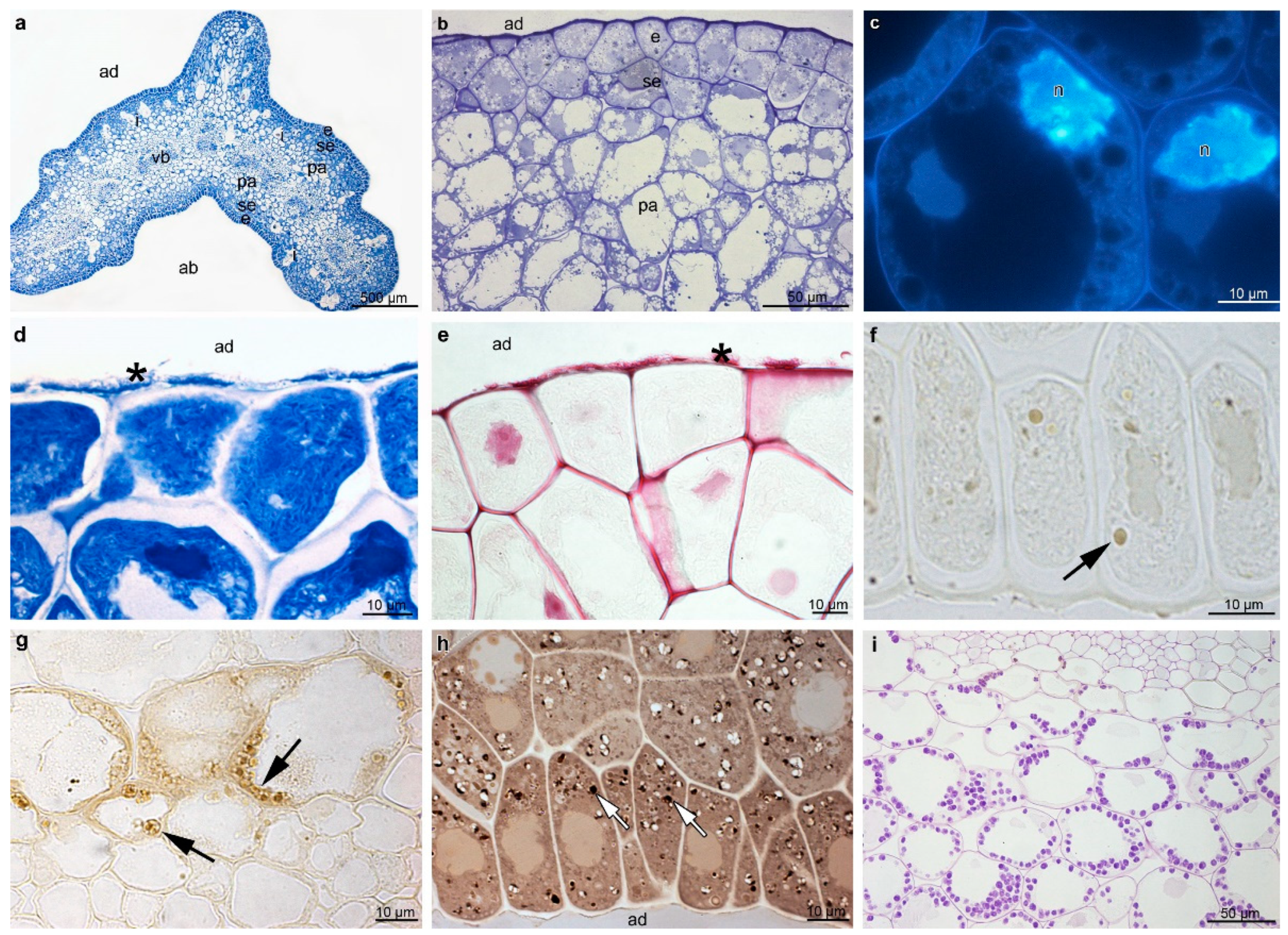 Plants 12 01568 g003