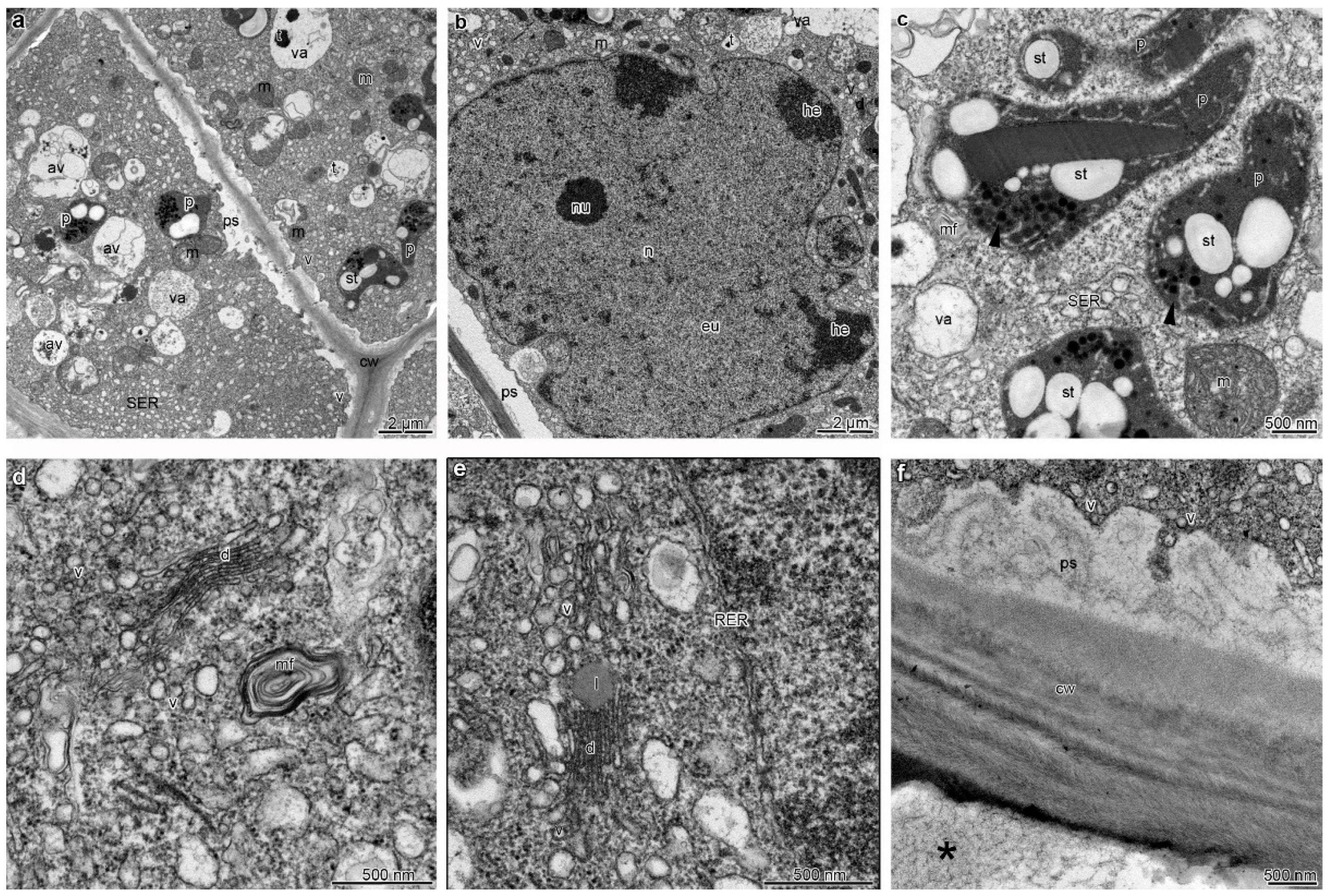 Plants 12 01568 g004