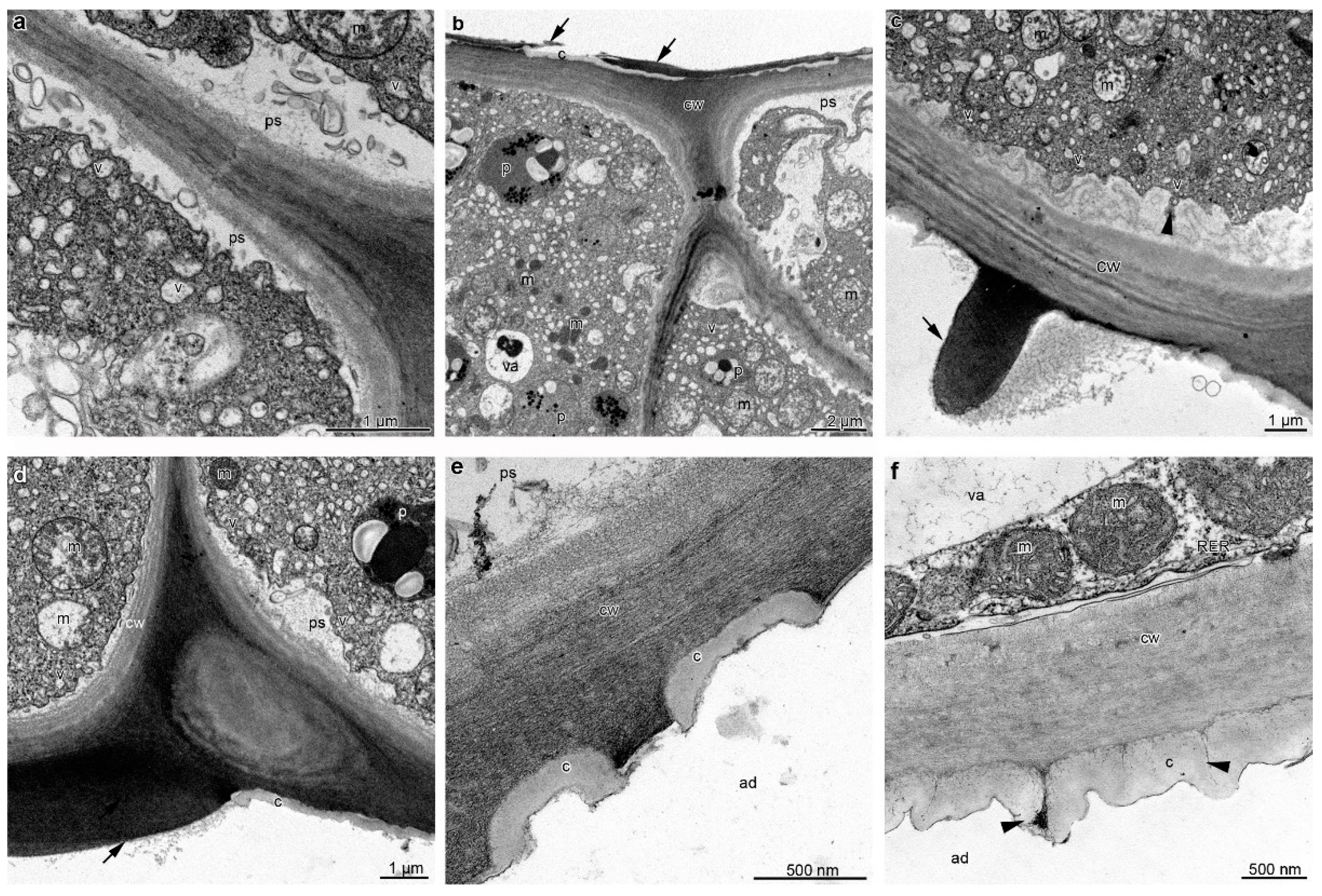 Plants 12 01568 g005