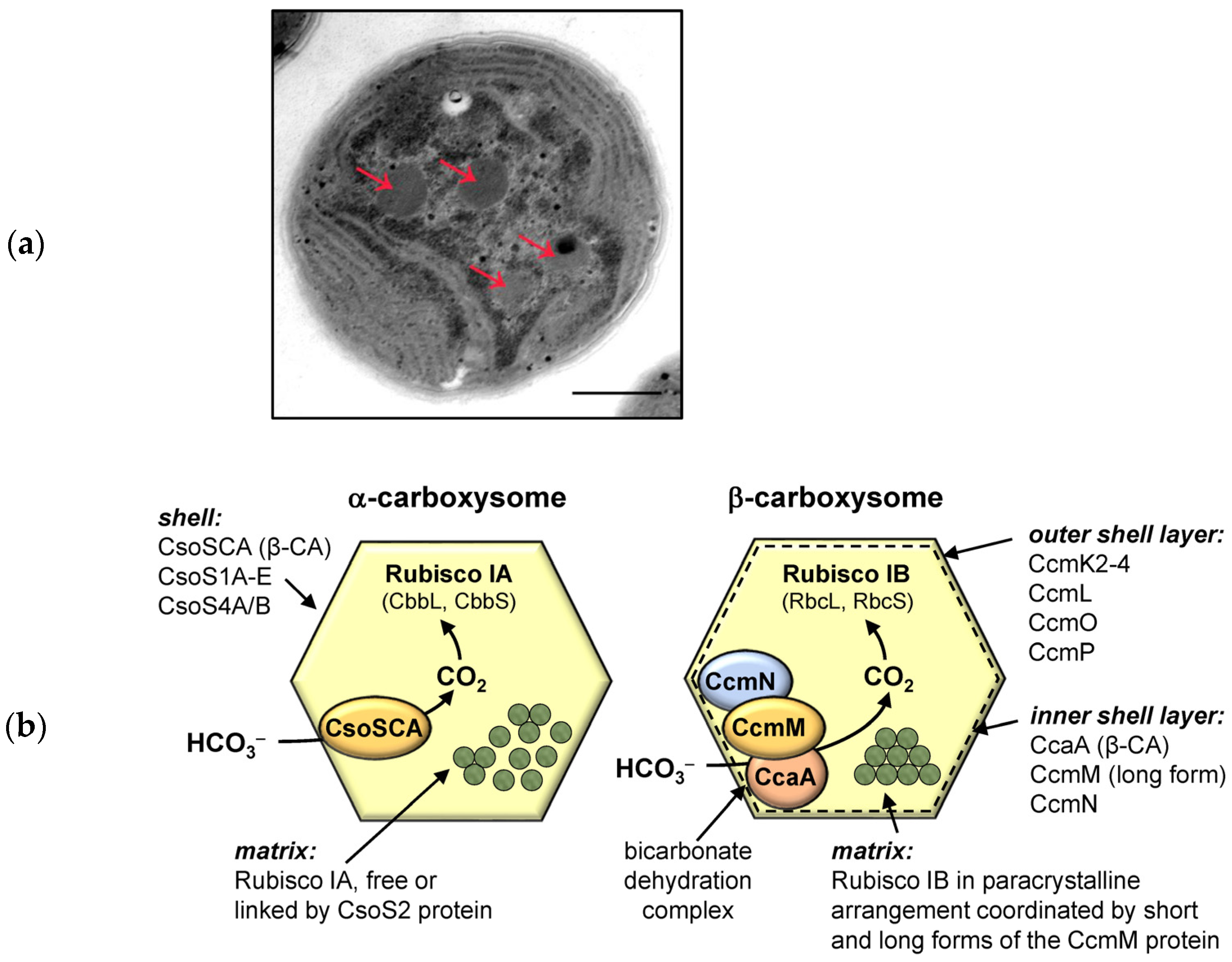 Plants 12 01569 g005 Plants 12 01569 g005