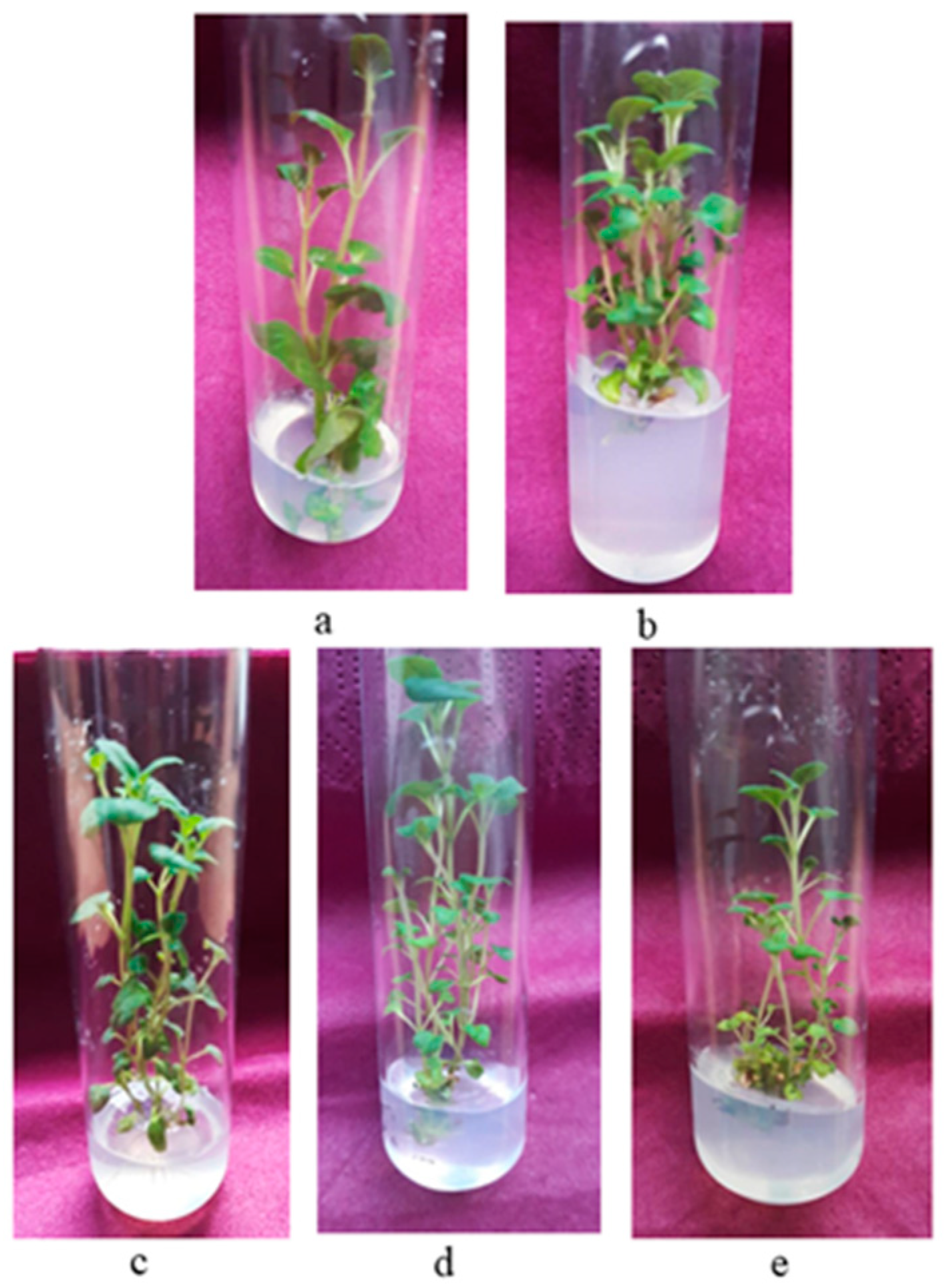 Plants 12 01591 g001