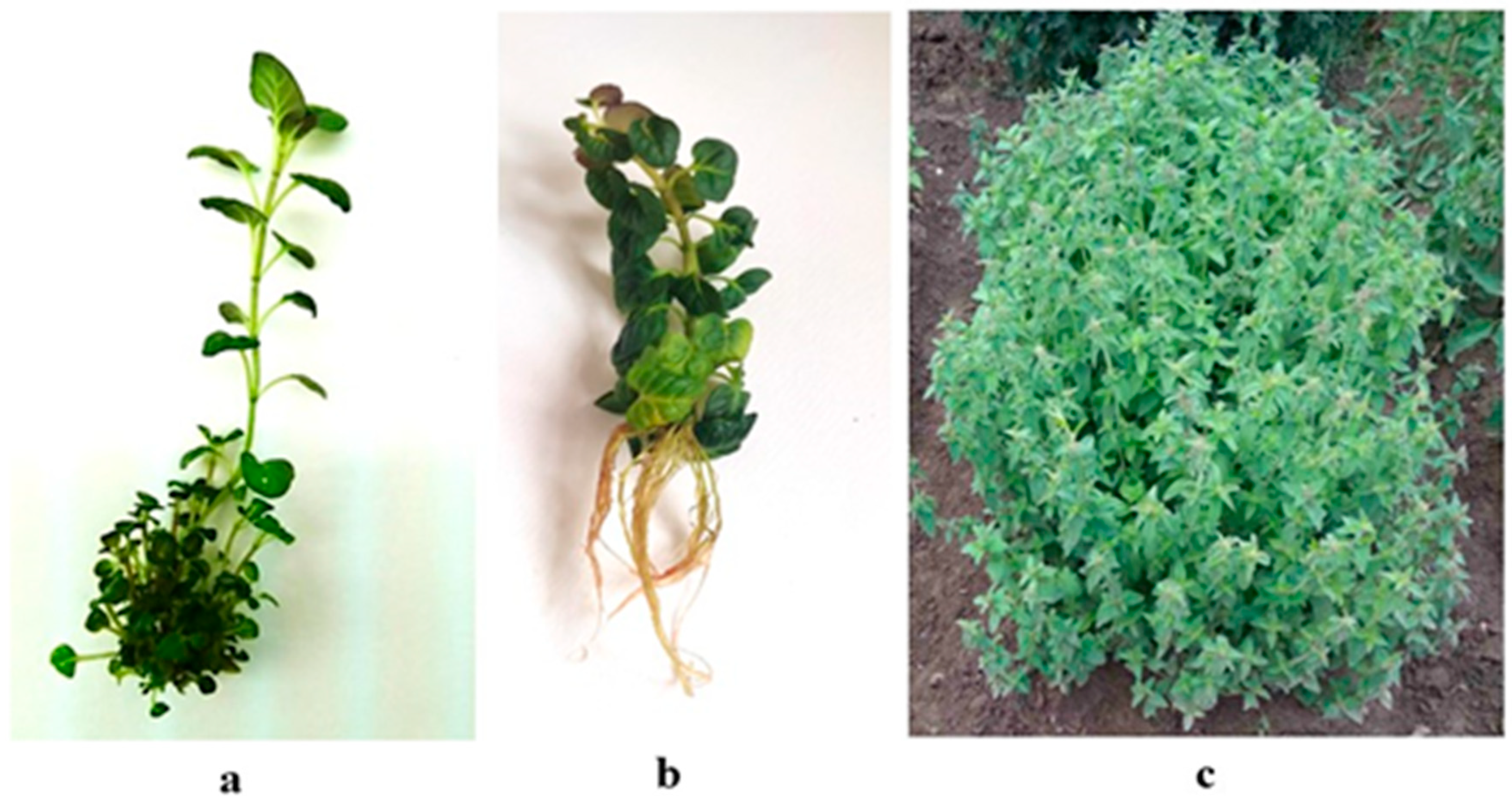 Plants 12 01591 g002