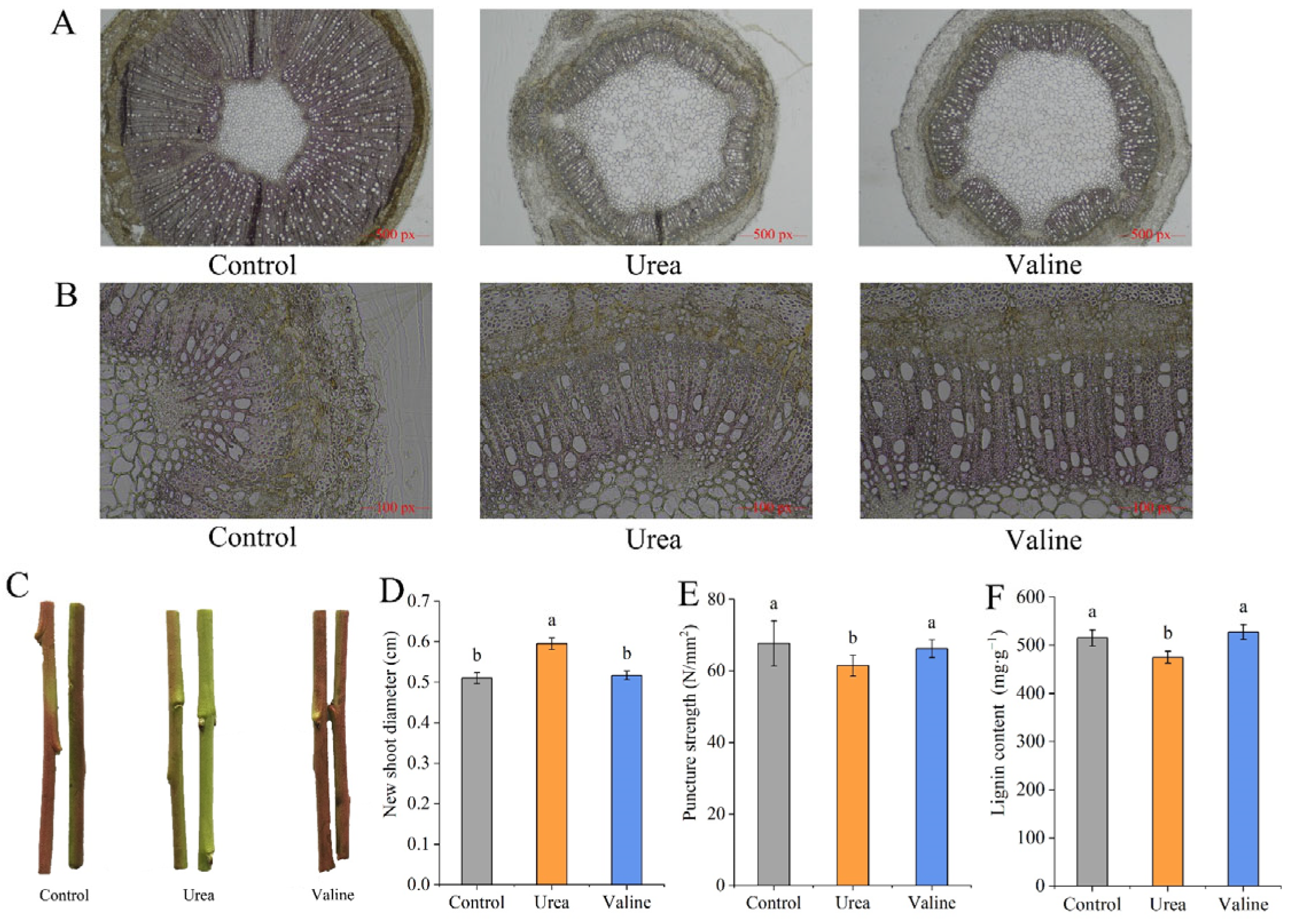 Plants 12 01596 g002 Plants 12 01596 g002