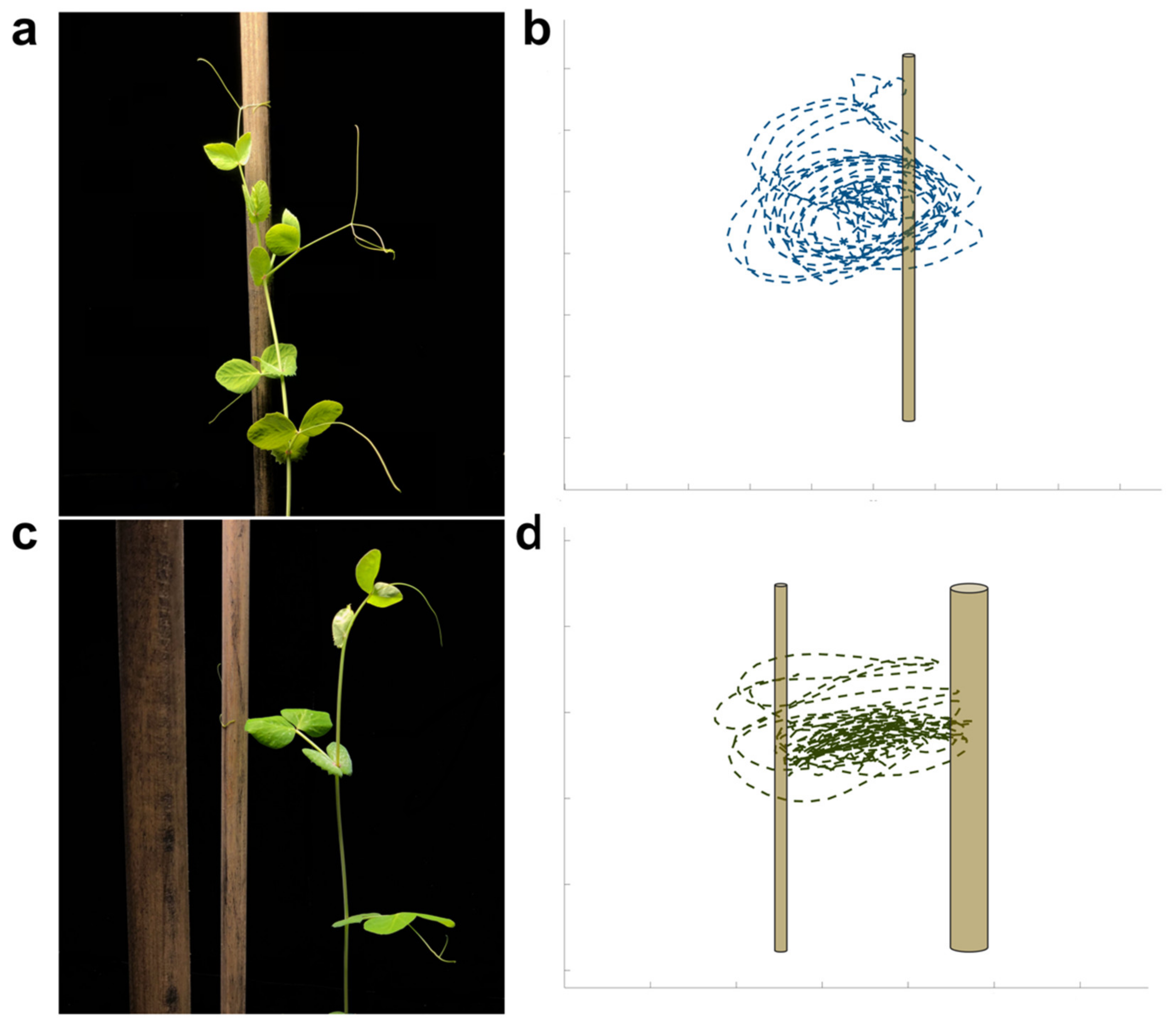 Plants 12 01597 g001