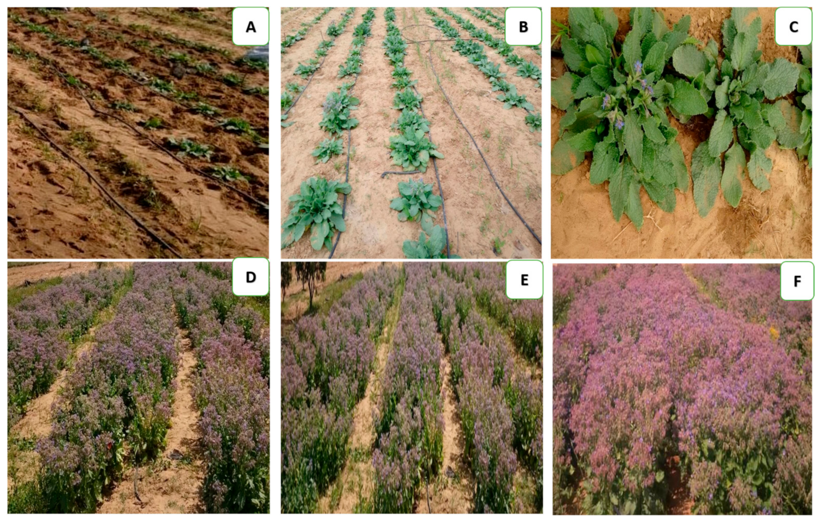 Plants 12 01605 g002 Plants 12 01605 g002