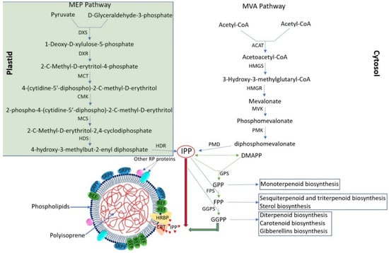 Plants 12 01621 g002