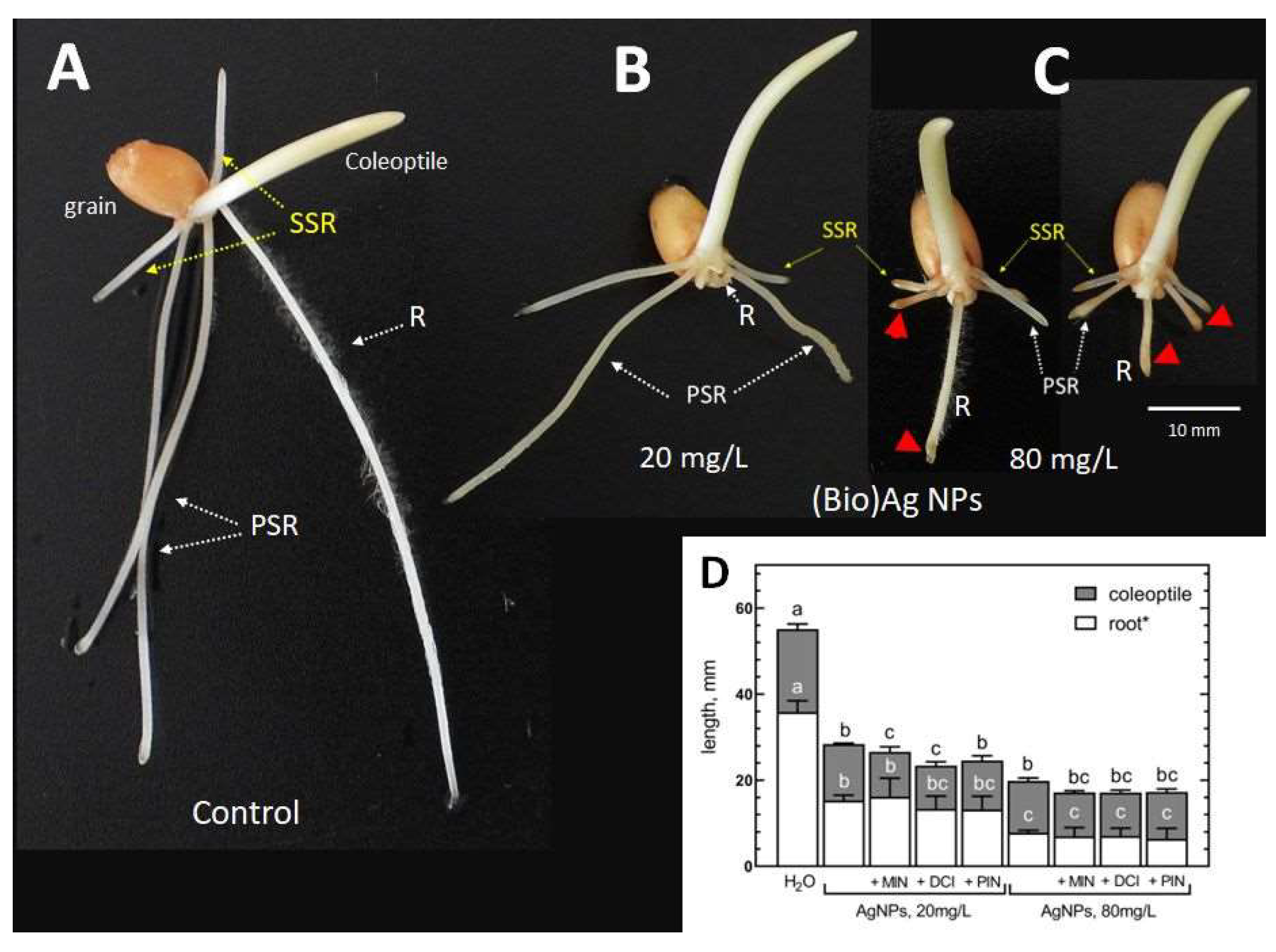 Plants 12 01627 g001 Plants 12 01627 g001