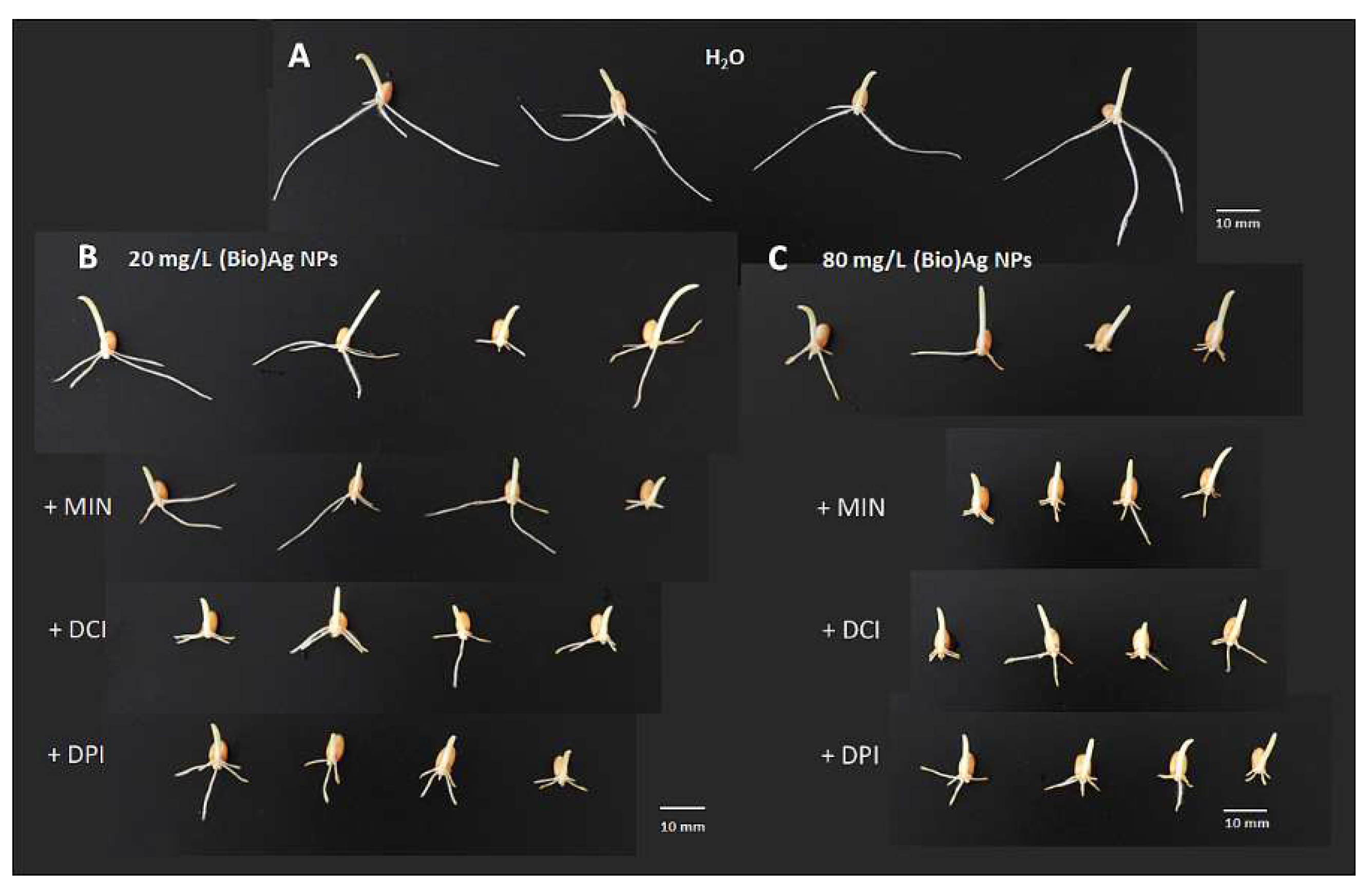 Plants 12 01627 g002 Plants 12 01627 g002