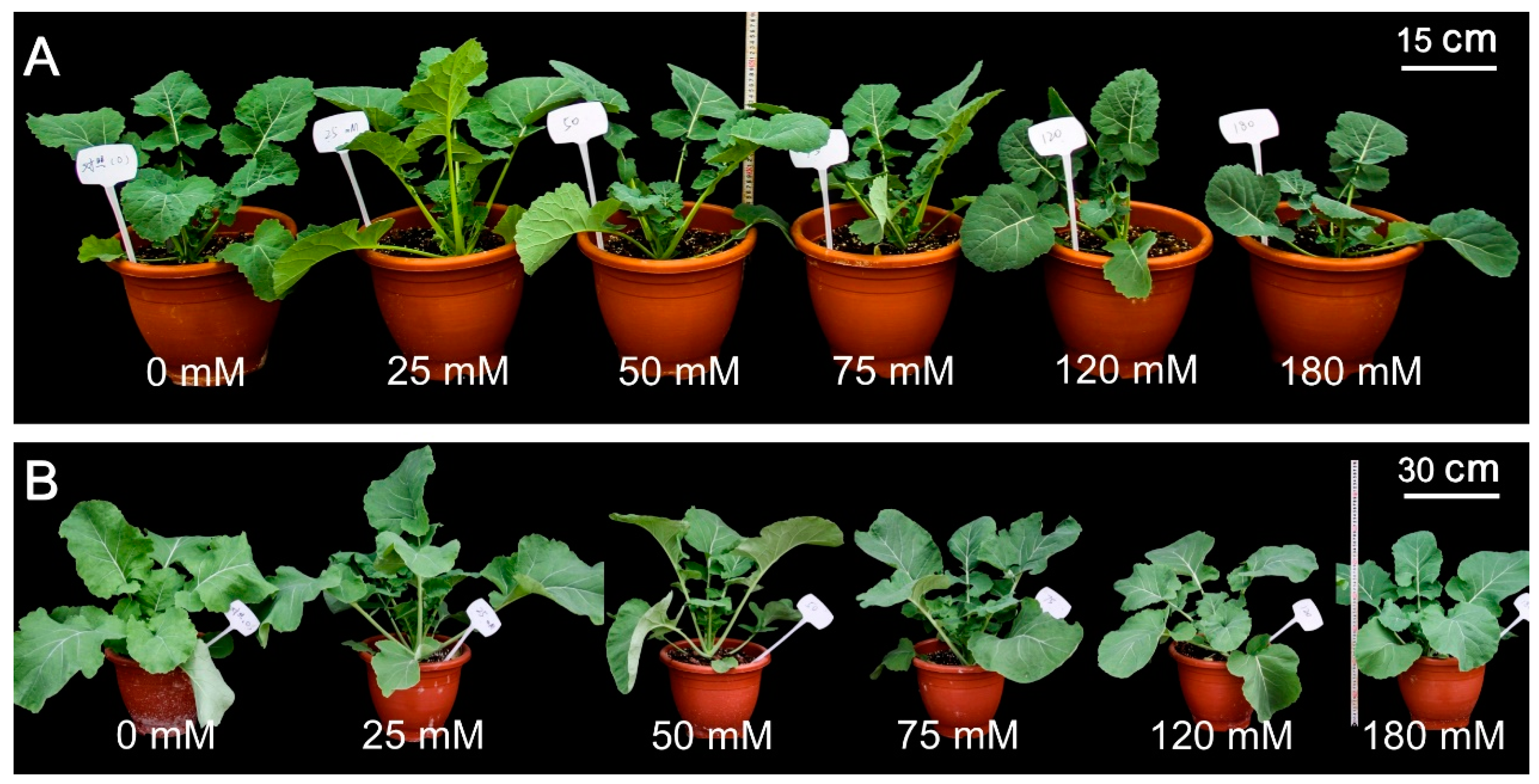 Plants 12 01650 g001 Plants 12 01650 g001