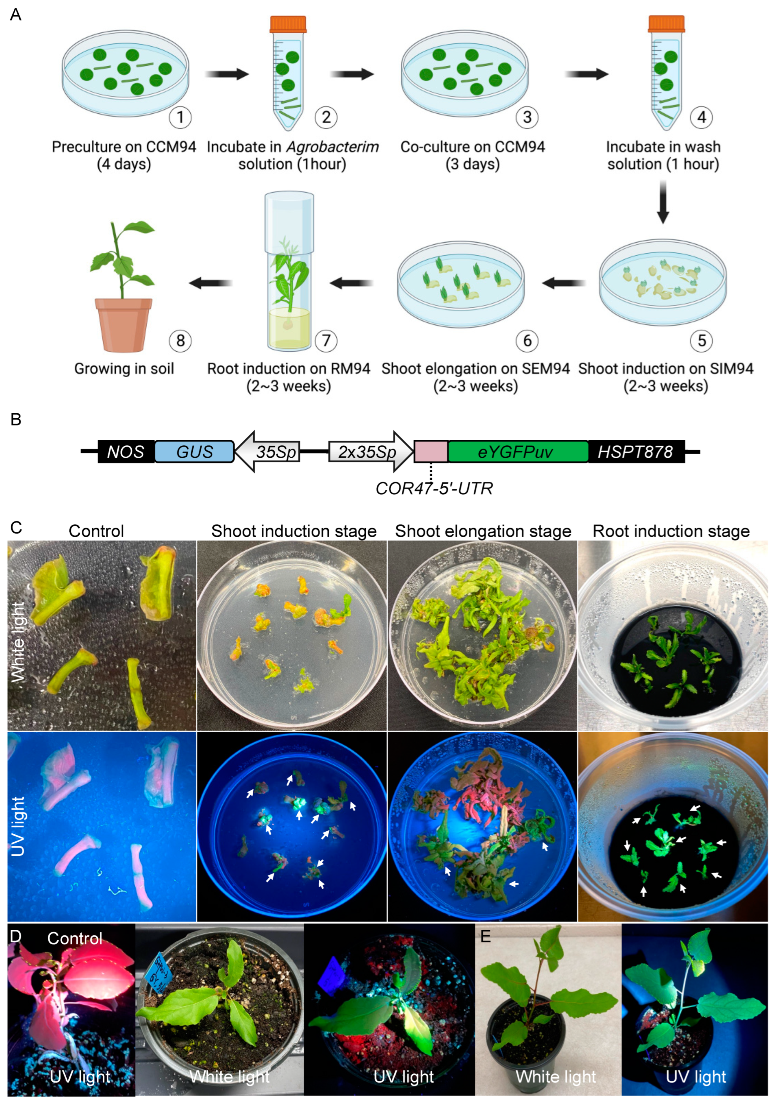 Plants 12 01657 g001 Plants 12 01657 g001