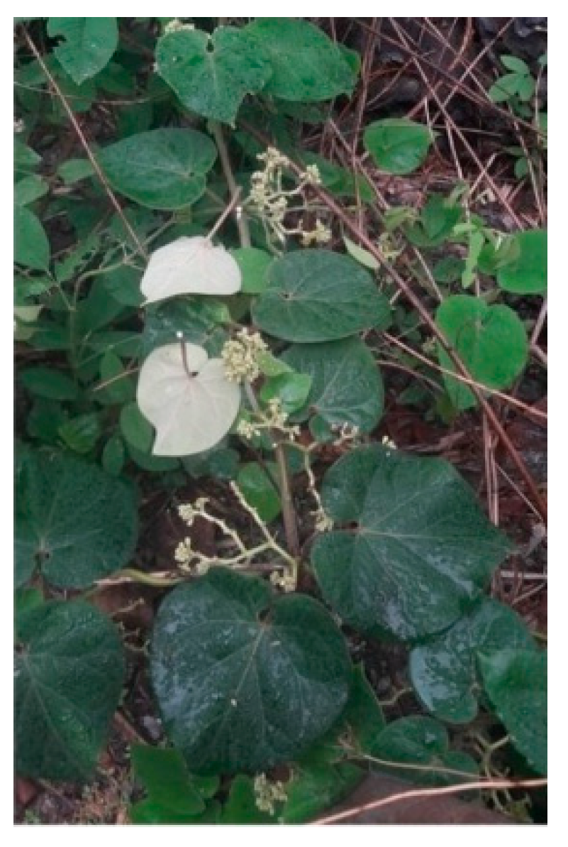 Plants 12 01663 g001