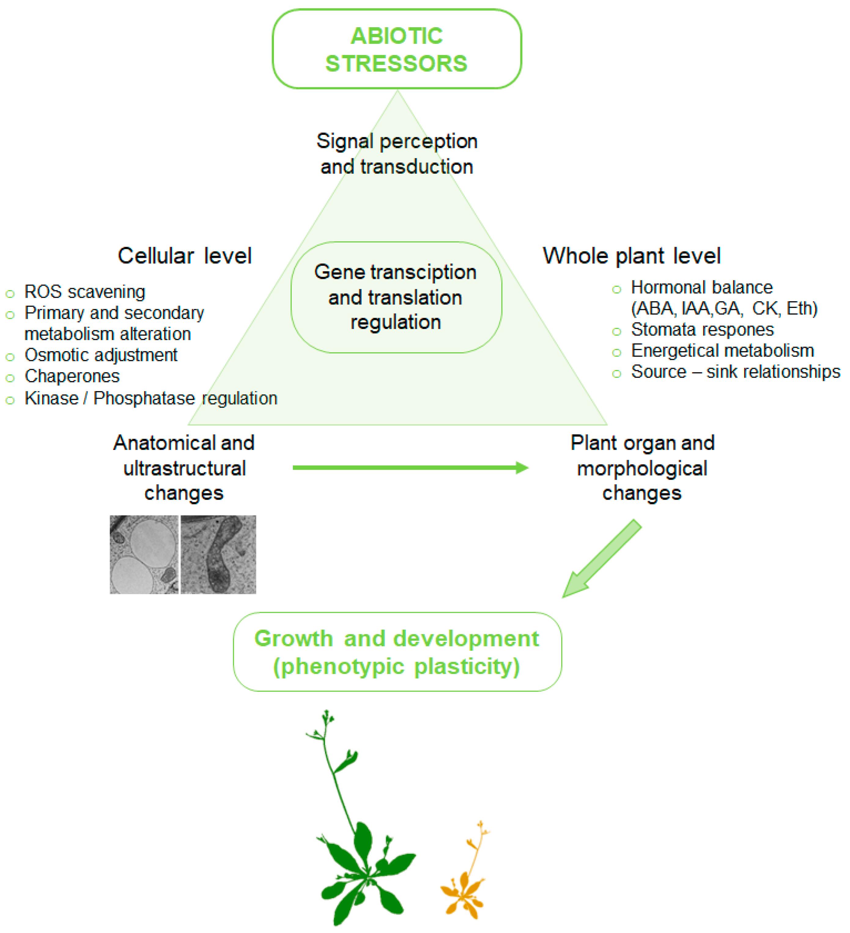 Plants 12 01666 g003 Plants 12 01666 g003